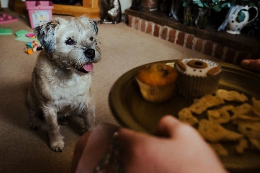 Small white dog looking up eagerly at plate of treats and muffins.