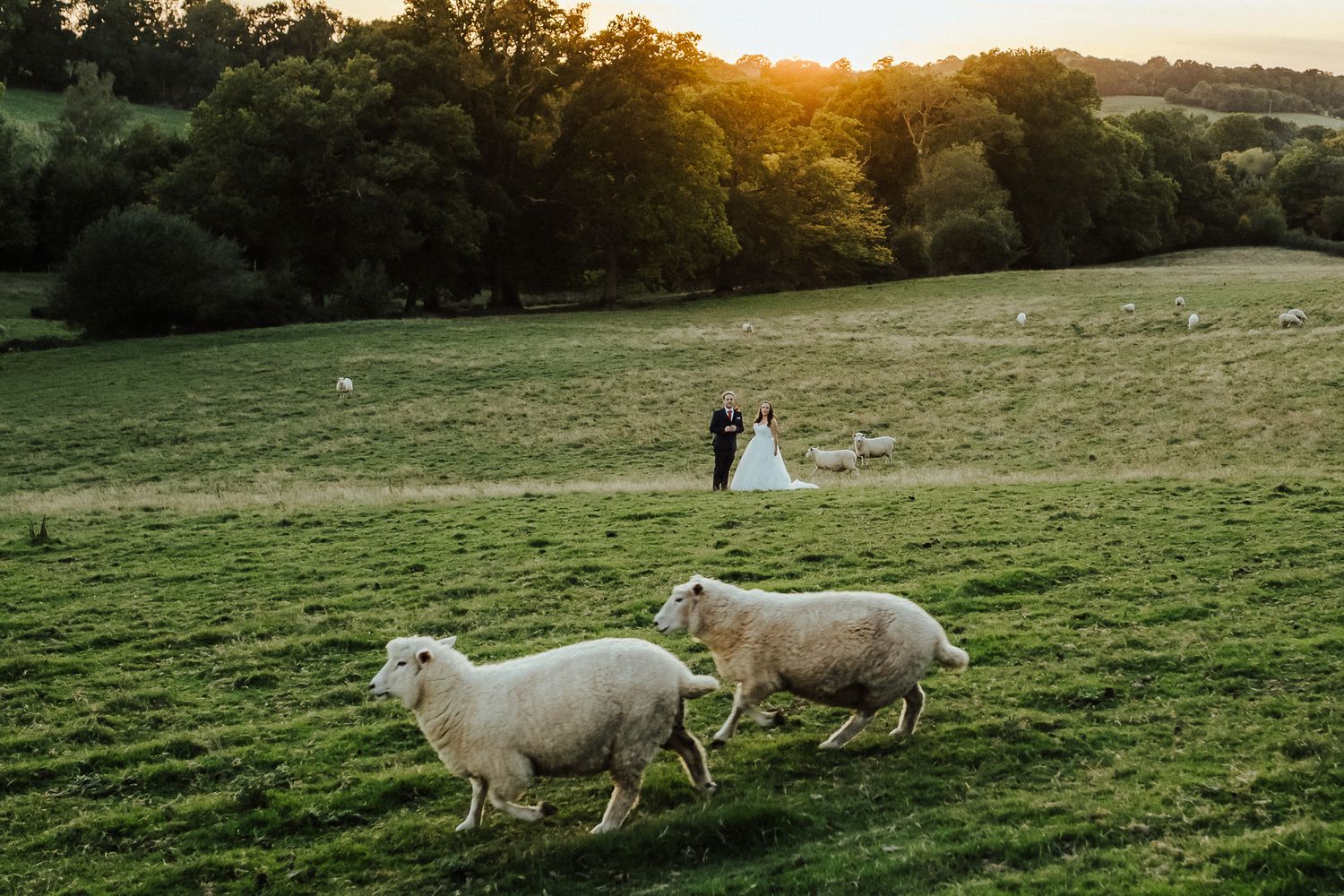Two sheep graze in a green field at sunset with a distant wedding ceremony in the background.