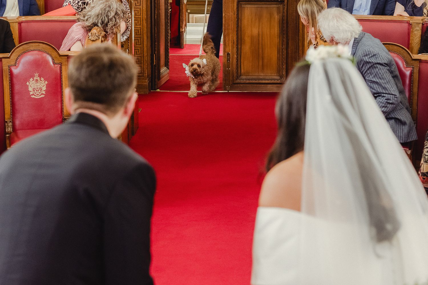 A small ginger cat sits on a red carpeted church aisle between people at a wedding ceremony.