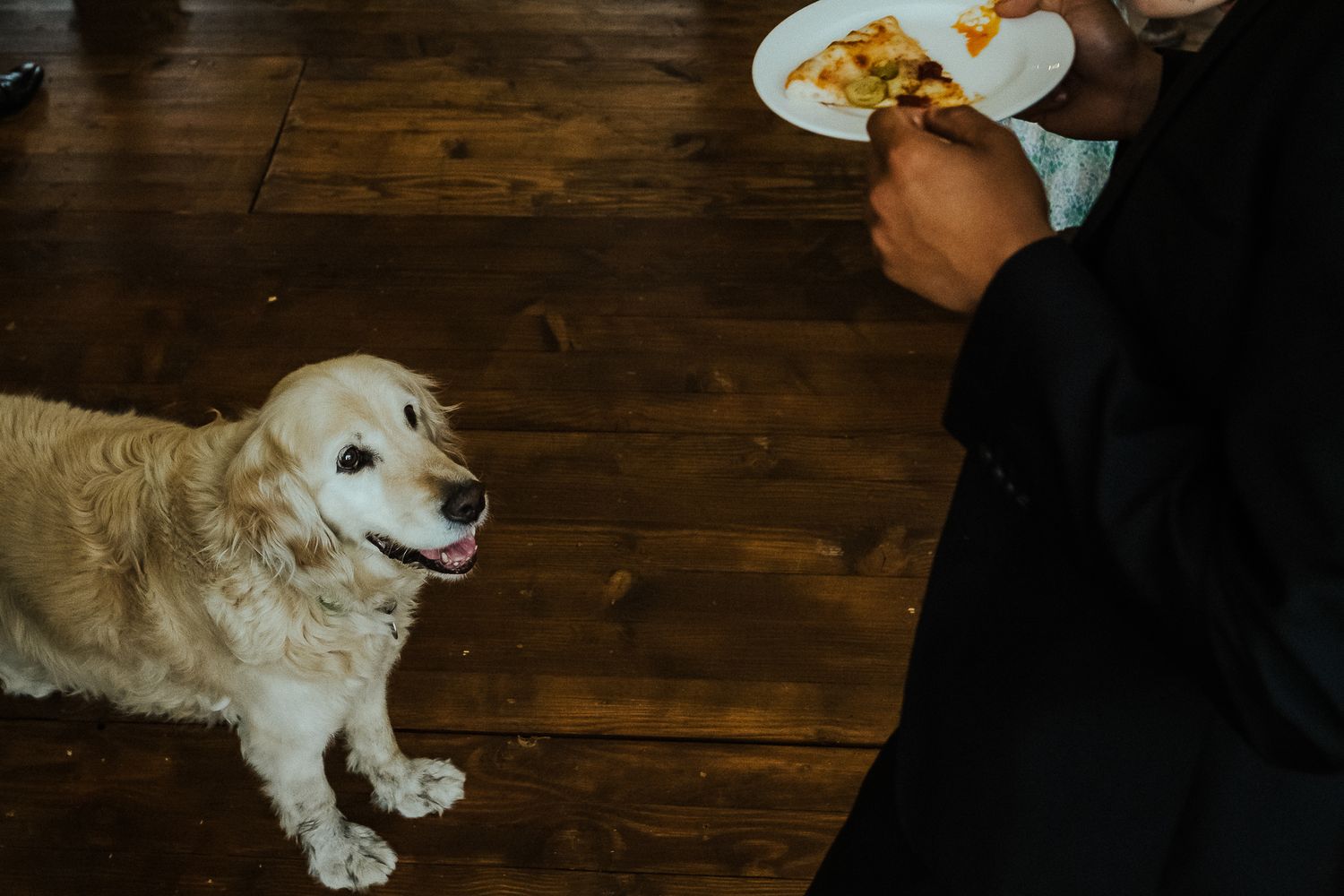 A golden retriever looks longingly at someone holding a plate of food on a wooden floor.