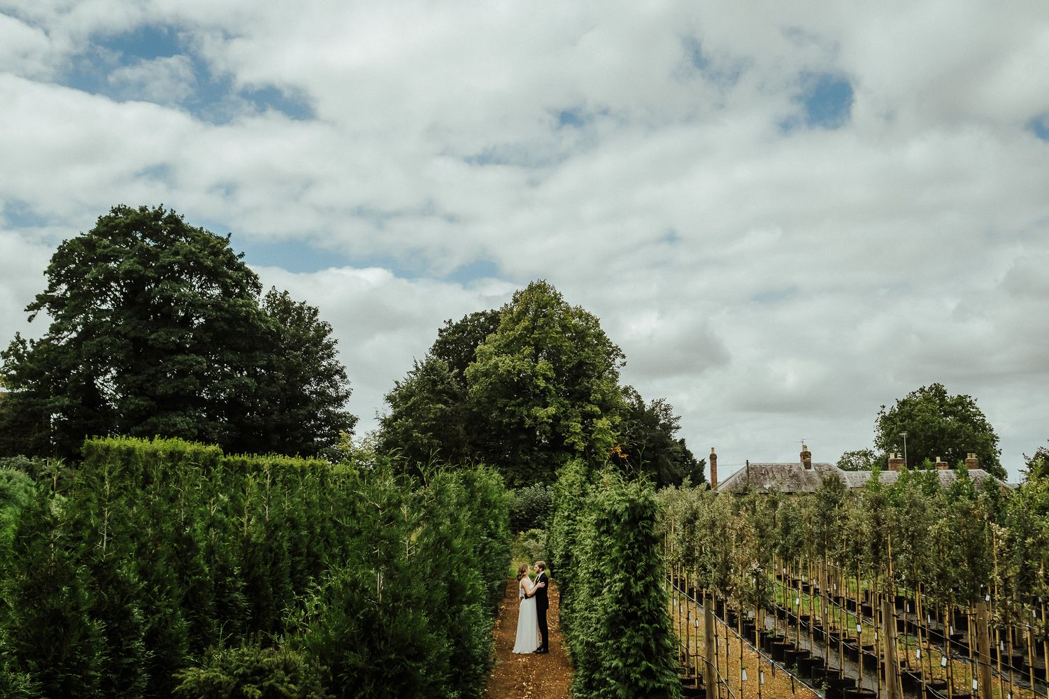 Vineyard landscape with rows of grapevines under cloudy summer sky.