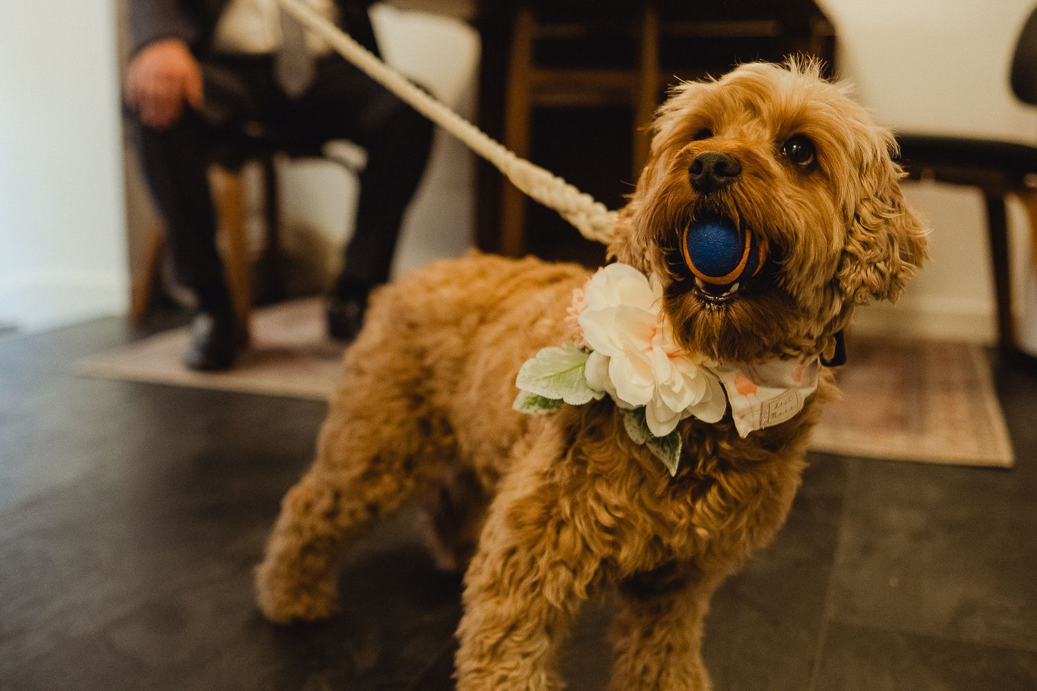 Fluffy goldendoodle dog with curly golden-brown fur wears a blue bow tie while standing indoors.