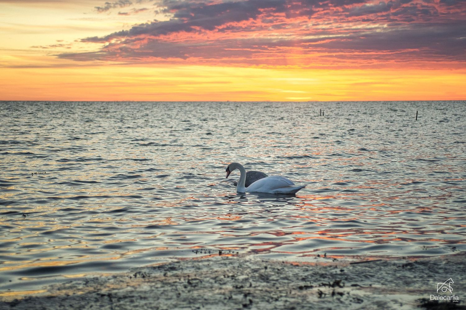 A white swan glides across calm waters during a vibrant sunset with orange and pink clouds reflecting on the surface.