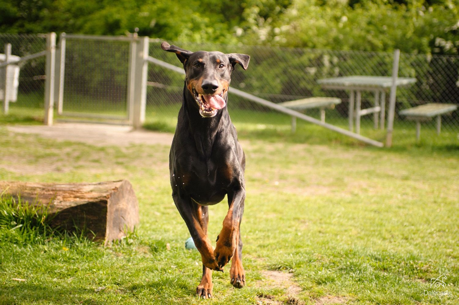 A happy Doberman pinscher dog runs joyfully across a sunny grass lawn in a fenced yard.