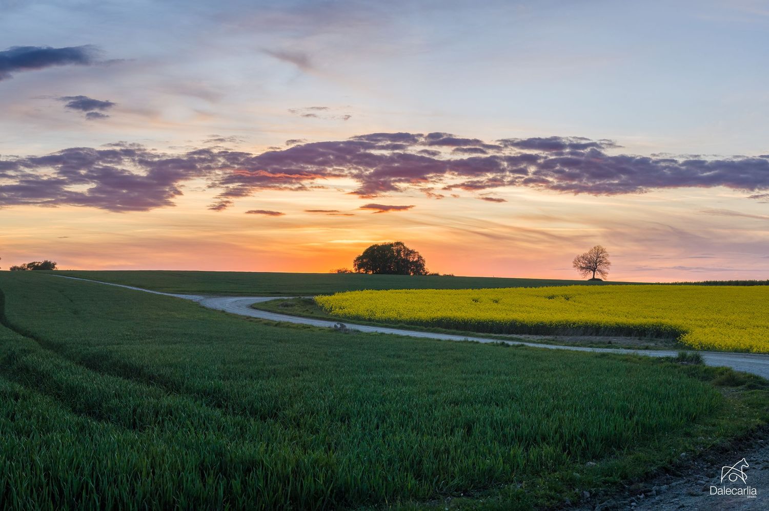 A winding dirt road curves through green and yellow farm fields at sunset with silhouetted trees on the horizon.