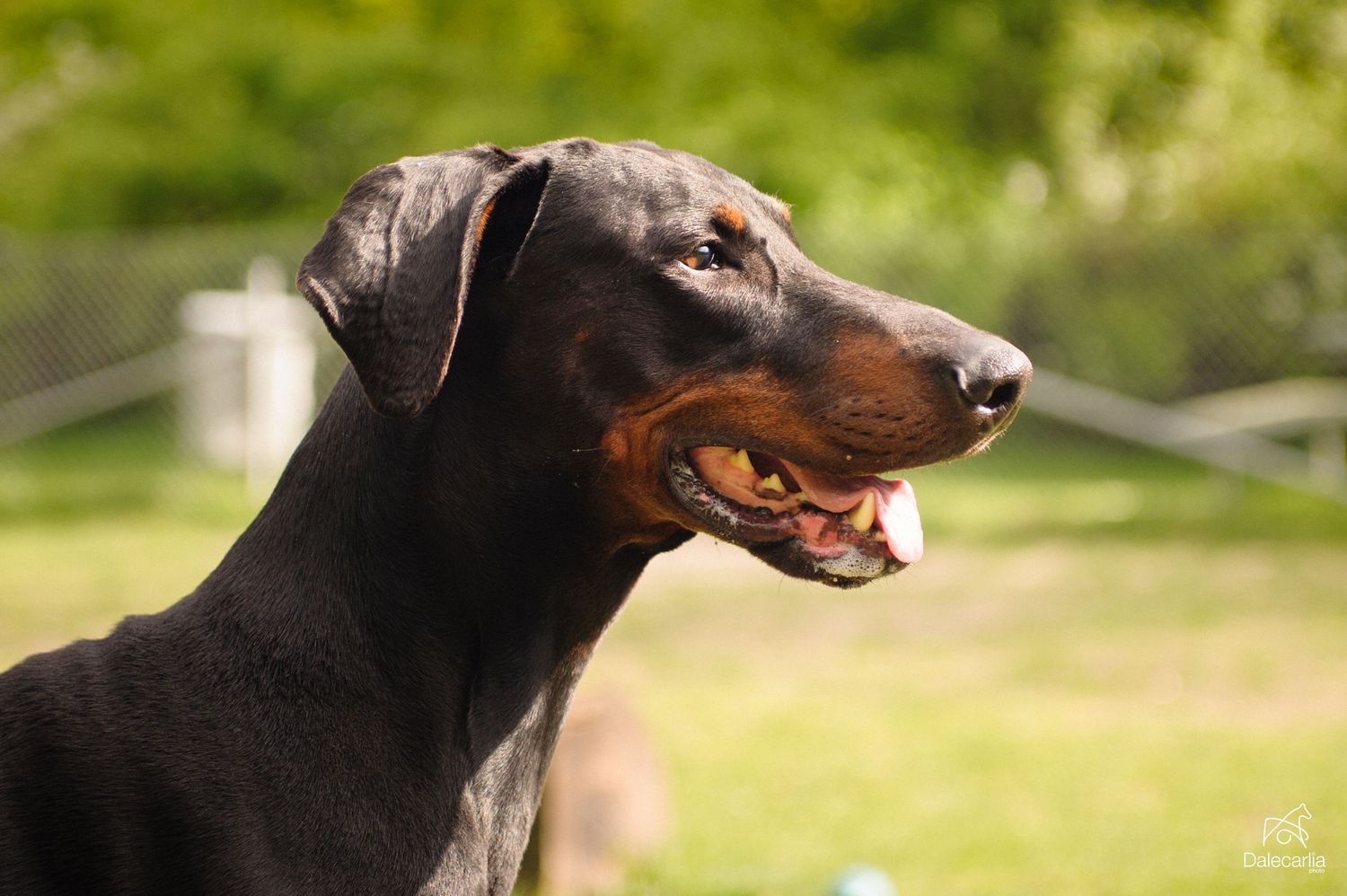 Profile view of a black Doberman Pinscher dog with cropped ears against a blurred green outdoor background.