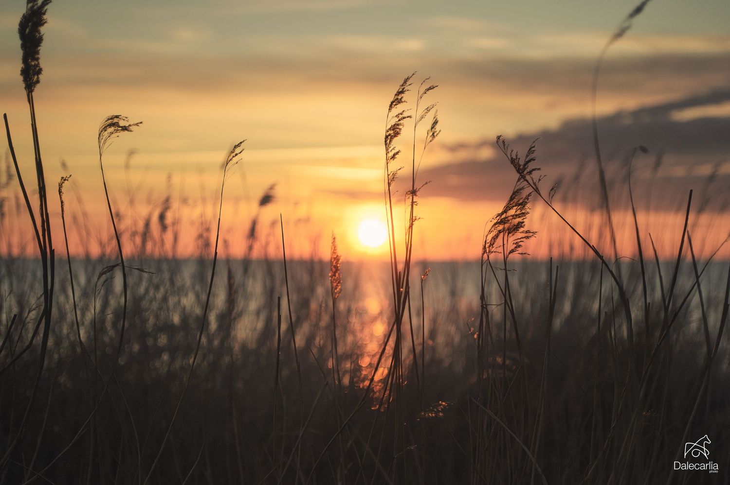 Tall beach grass silhouetted against a golden sunset over the ocean horizon.