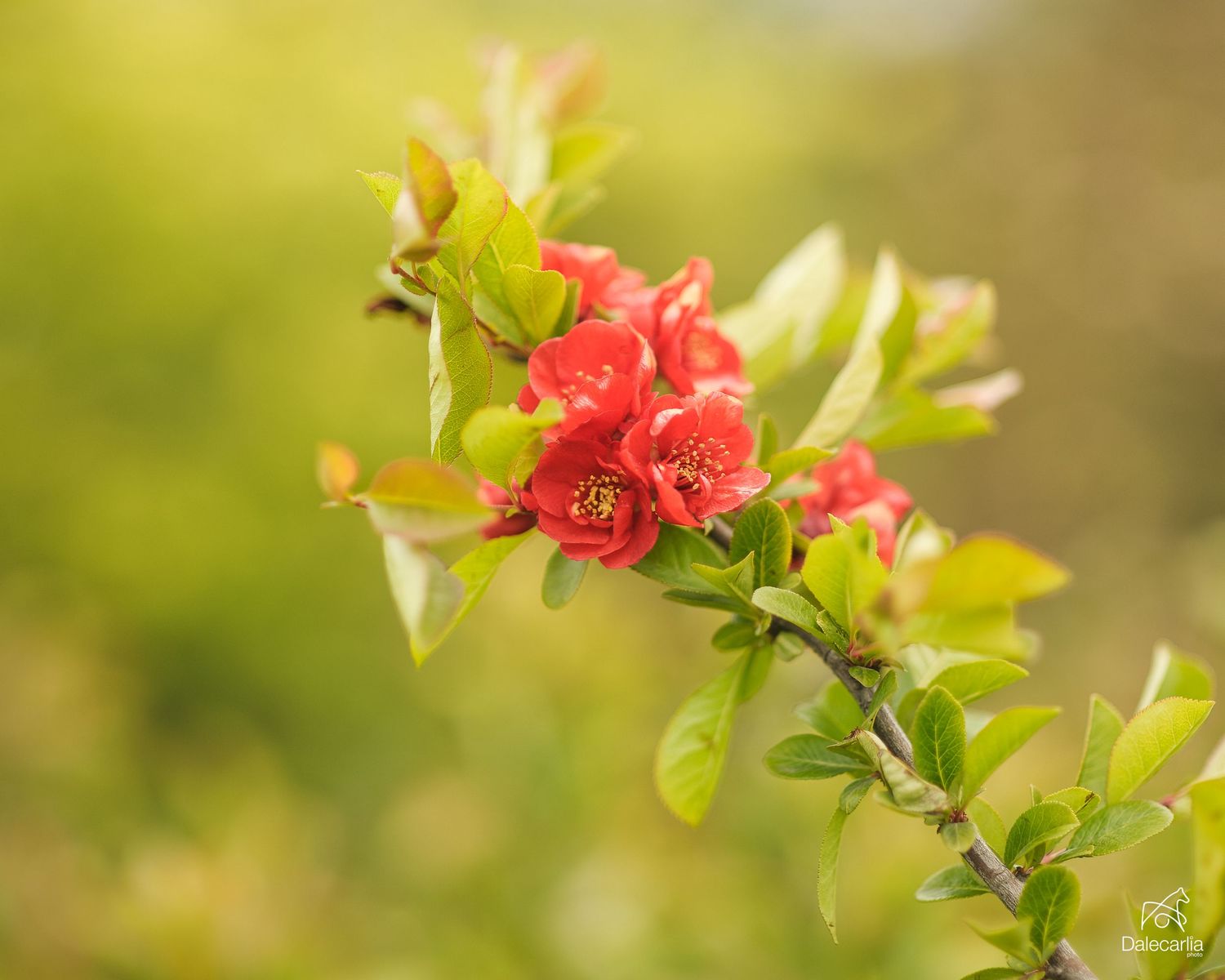 A delicate pink flowering quince branch with fresh green leaves blooms against a soft, blurred nature background.