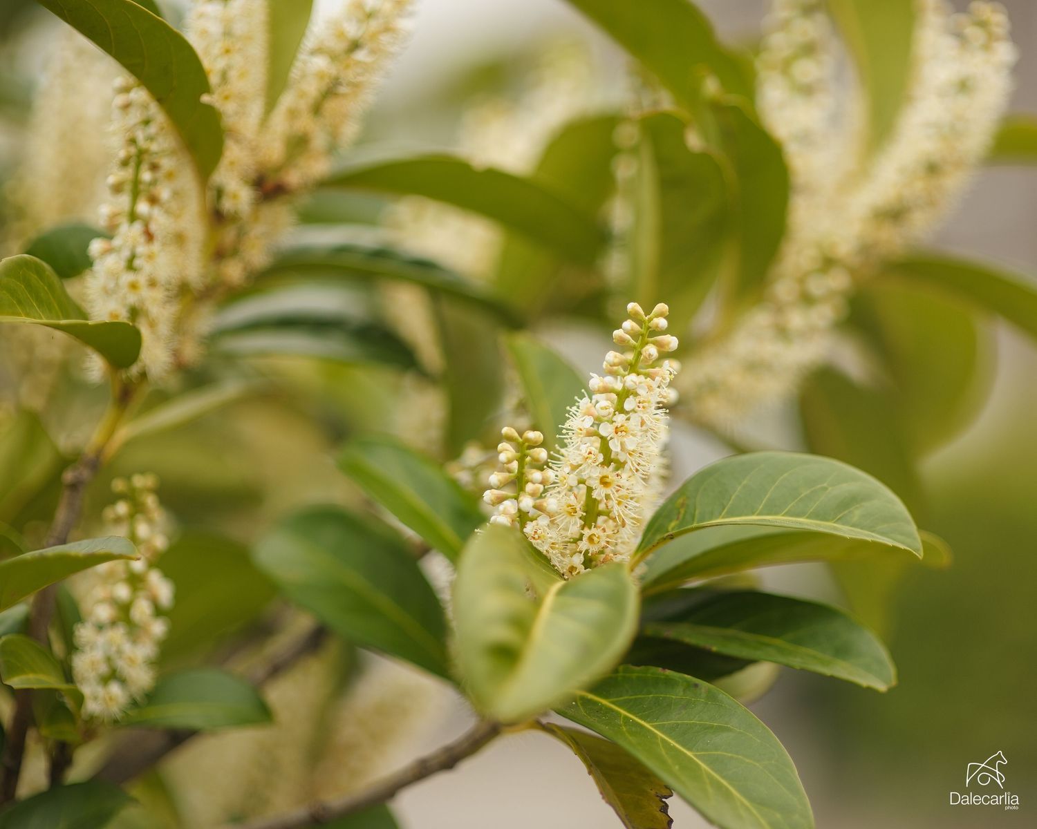 Close-up of cherry laurel plant with delicate white flower spikes and glossy green leaves in soft natural light.