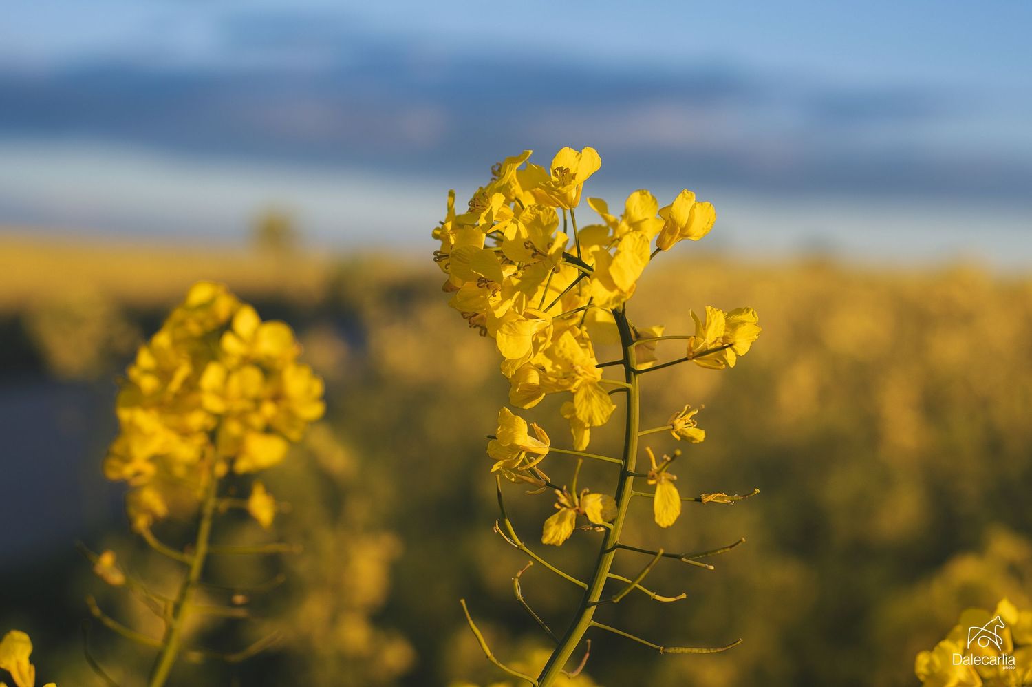 Vibrant yellow rapeseed flowers bloom in a field against a blurred blue sky at golden hour.