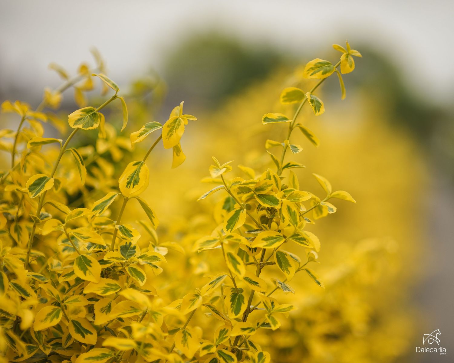 Delicate yellow forsythia branches bloom with vibrant flowers against a soft blurred natural background.