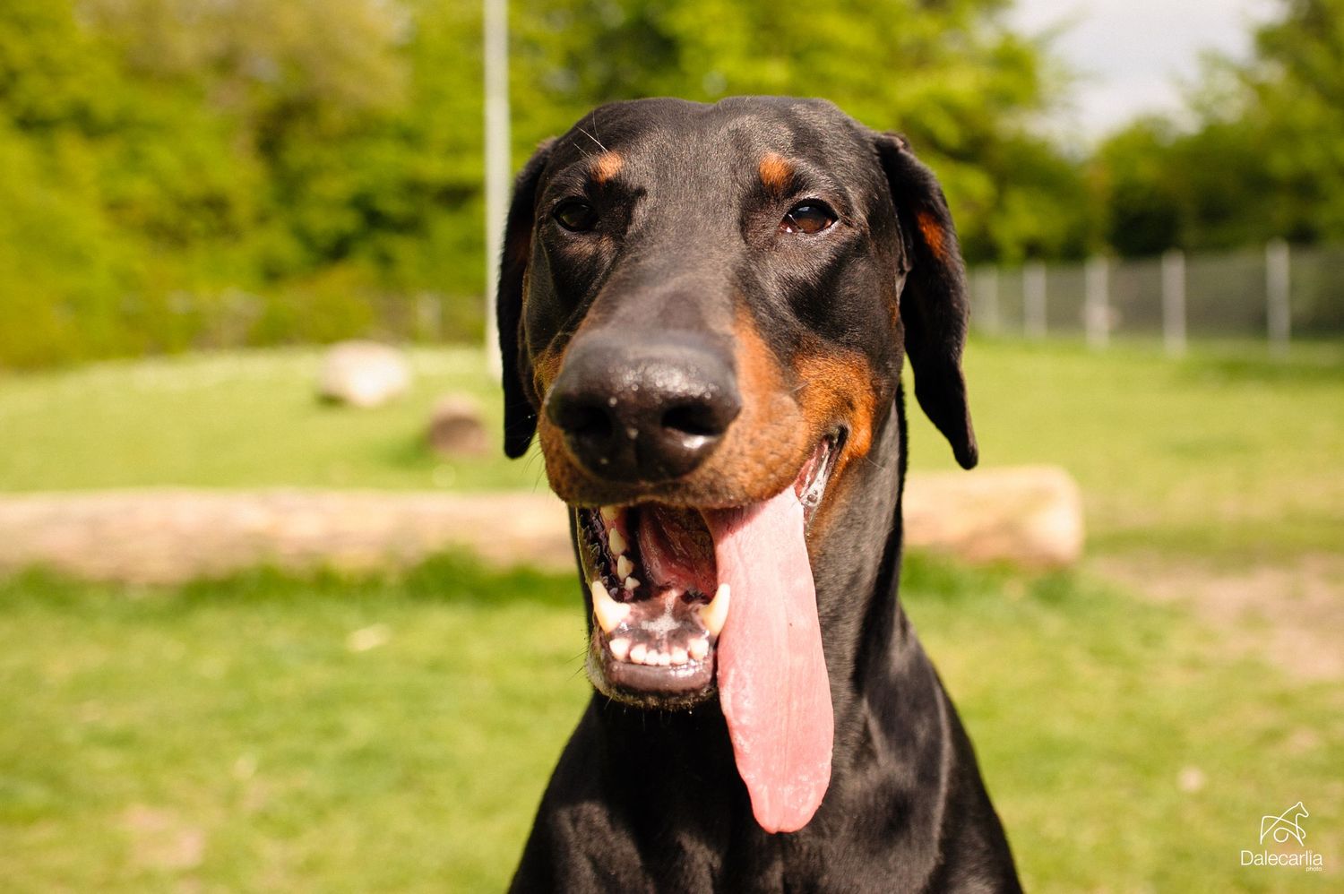 A happy Doberman dog with a long pink tongue hanging out smiles at the camera in a sunny outdoor setting.