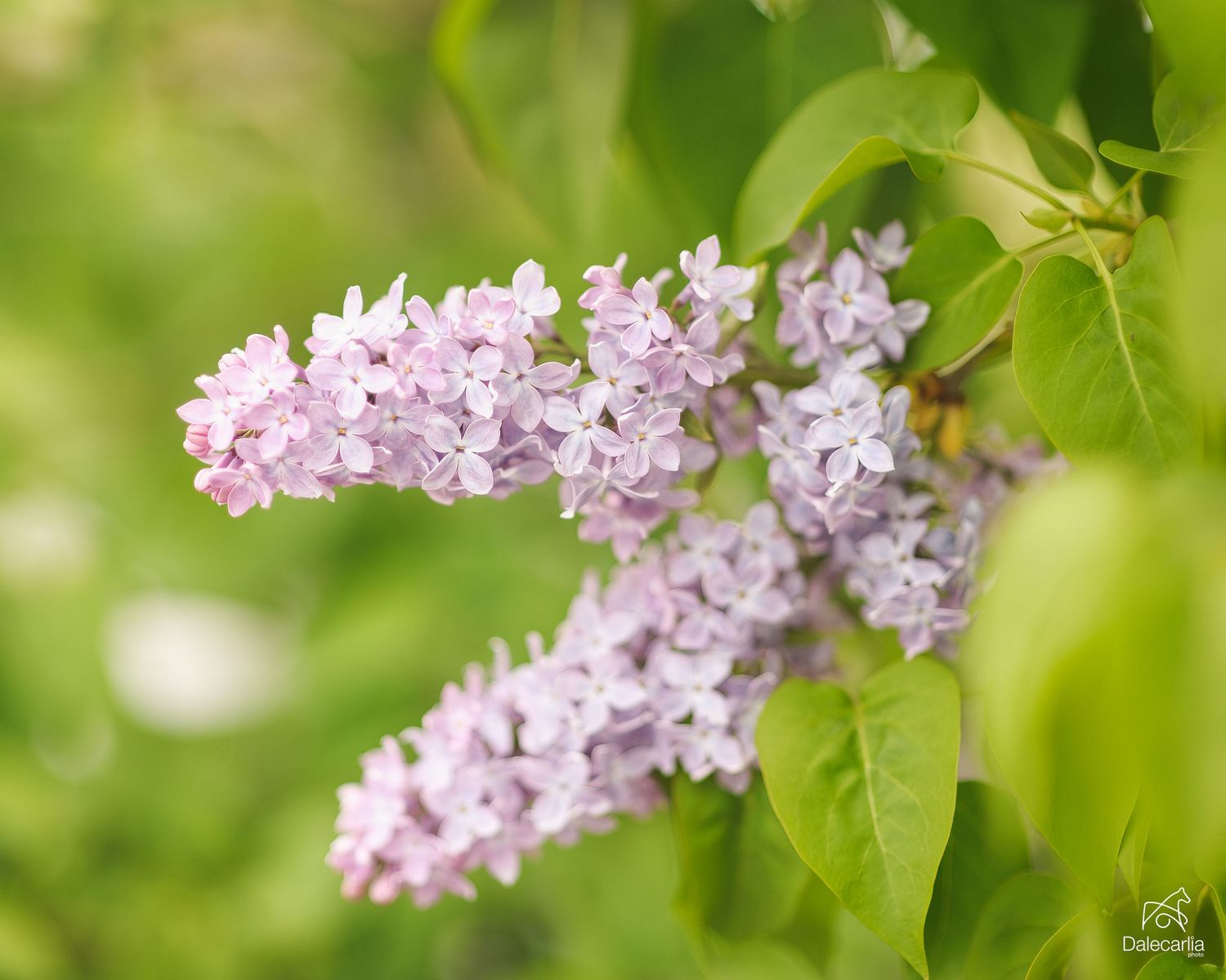 A blooming light pink lilac branch with delicate flowers surrounded by vibrant green leaves in soft focus.