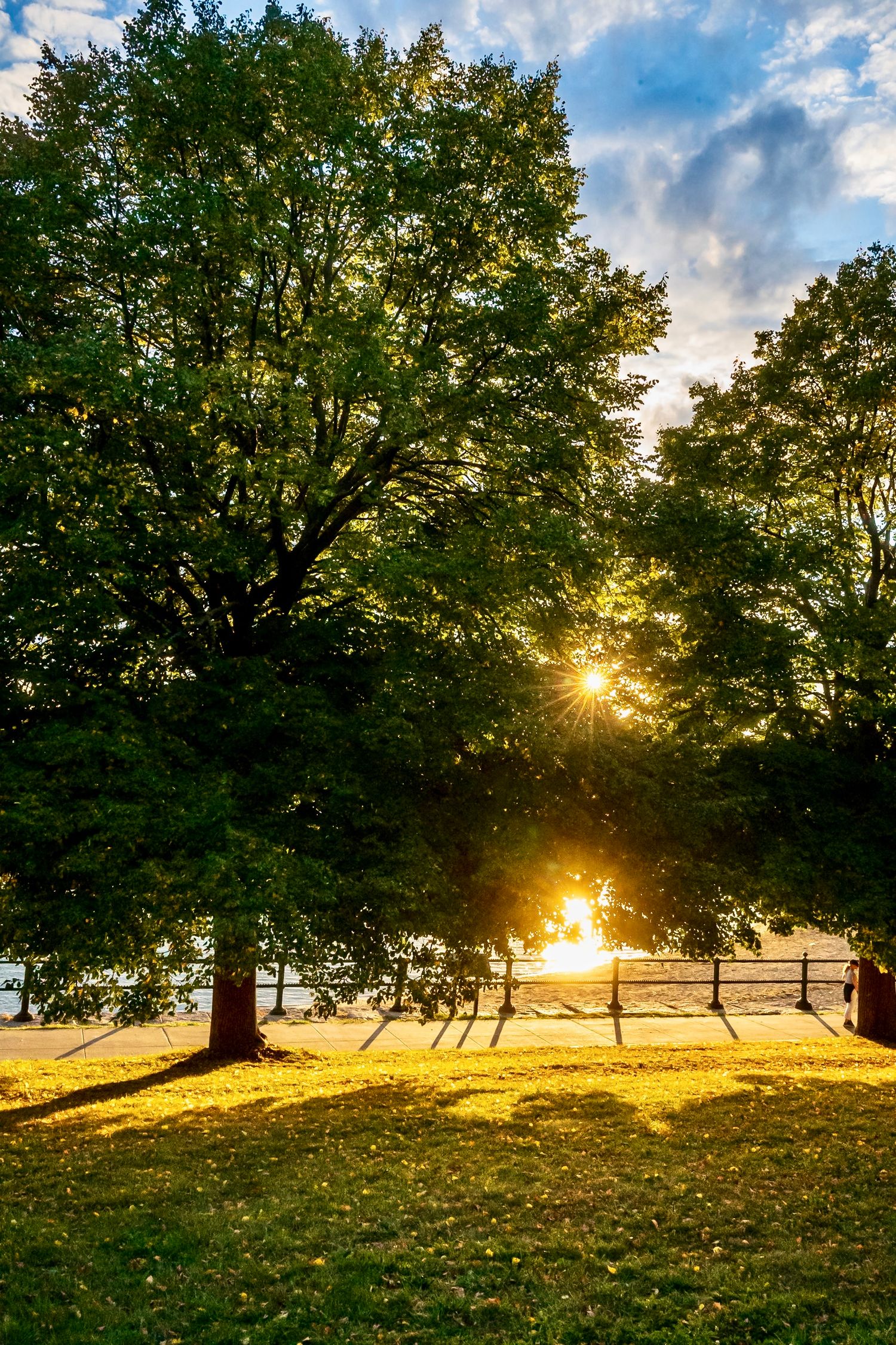 Golden sunlight streams through tall trees at sunset casting long shadows across a grassy field with a rustic fence.