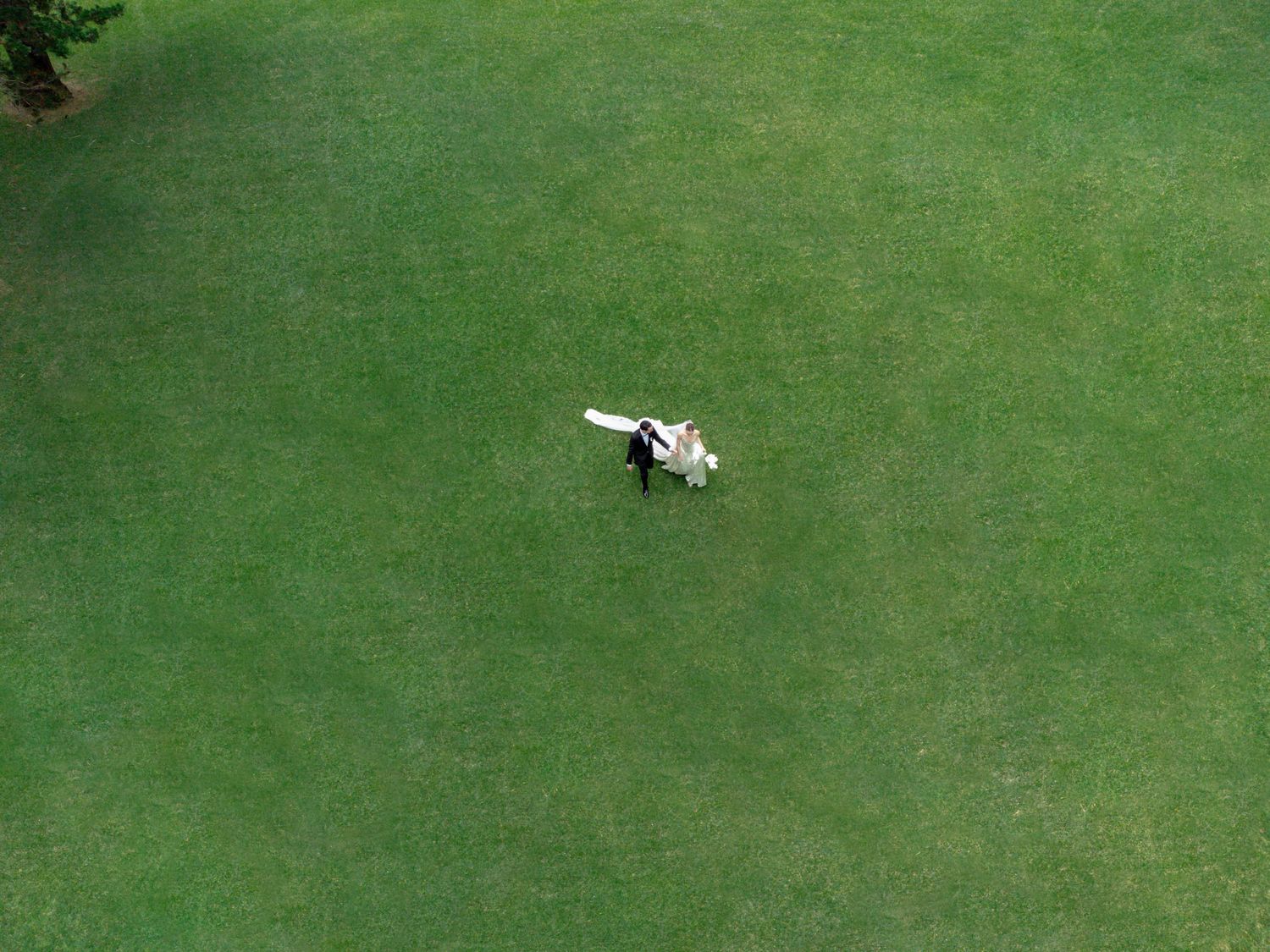 Aerial view of a spotted cow grazing alone in a vast green field.