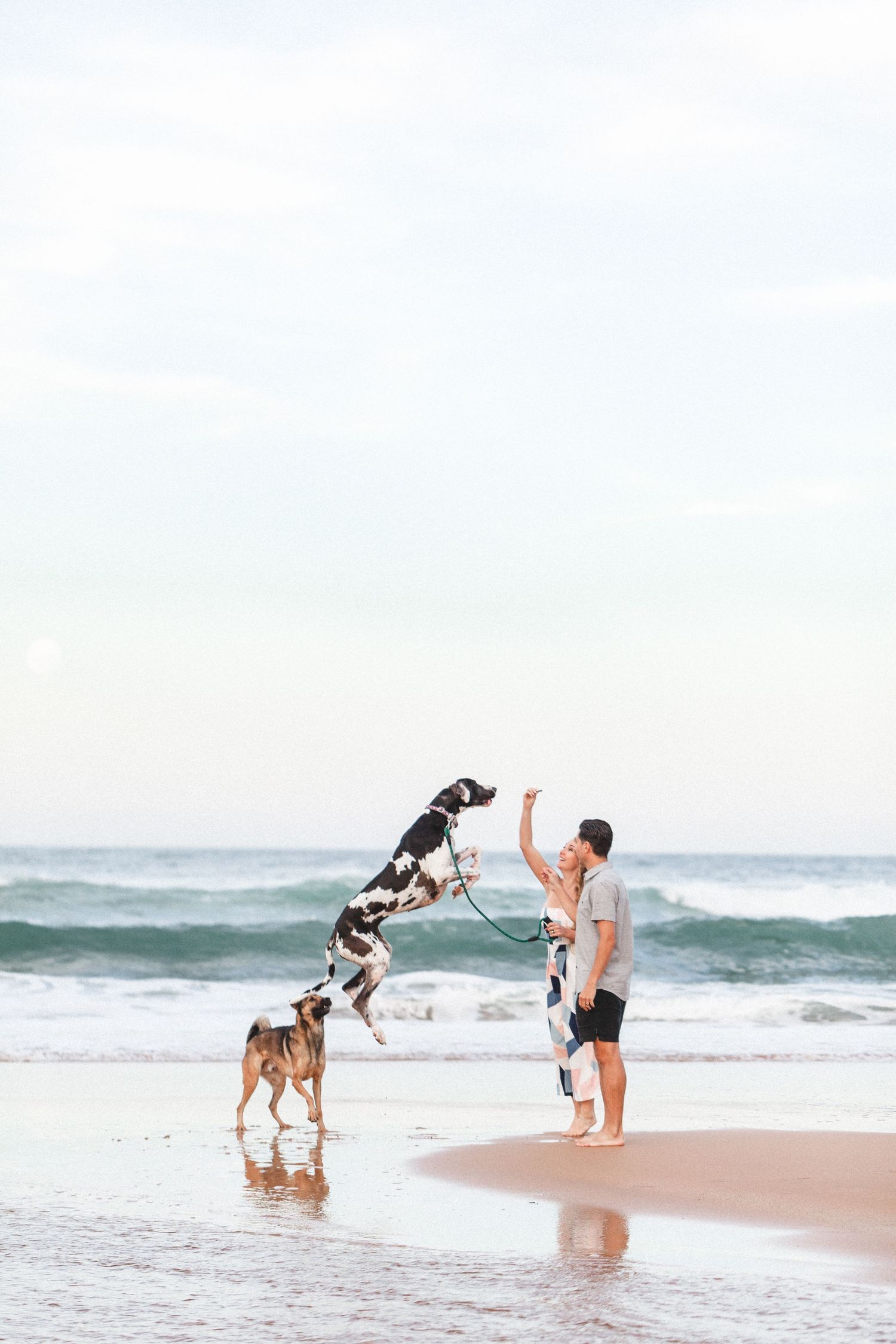 Person playing with two dogs jumping on beach at sunset. Kiama Downs