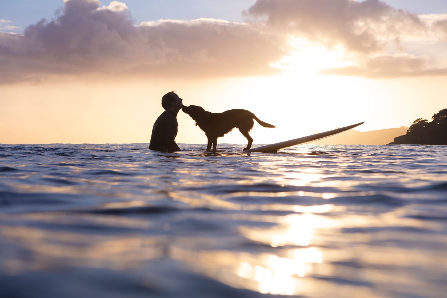 Golden sunset over the ocean with silhouettes of people and a dog on a surfboard at the beach.
