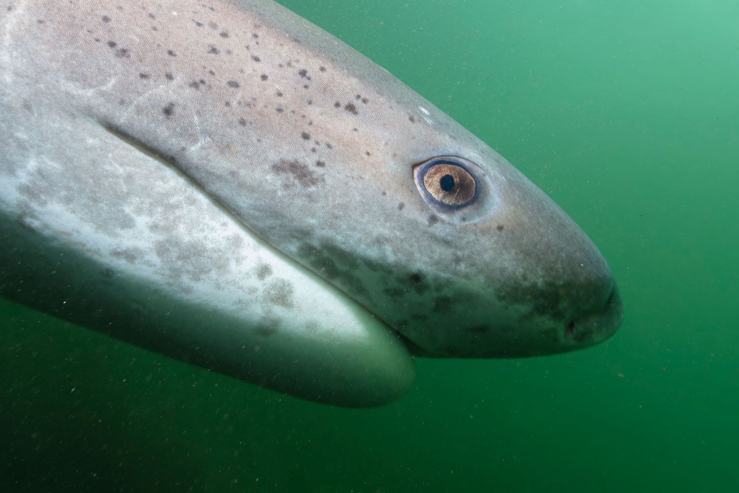 Close-up underwater view of a seven-gill shark swimming in green-tinted waters.