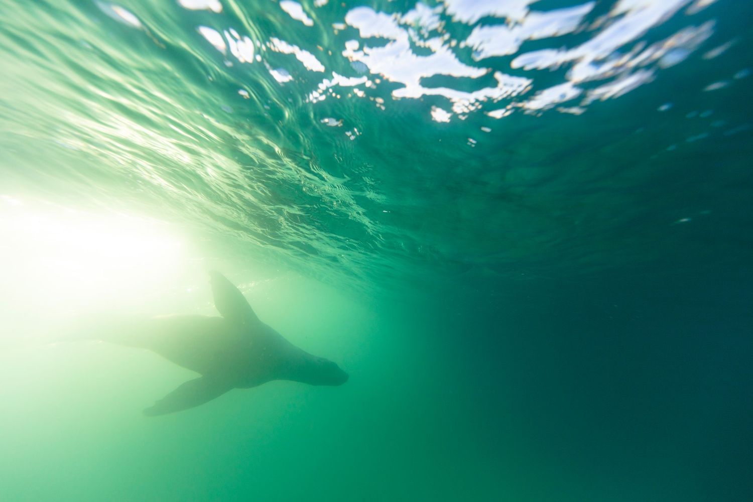 Underwater view of a New Zealand sea lion with sunlit turquoise waves with sunbeams penetrating the crystal clear water.