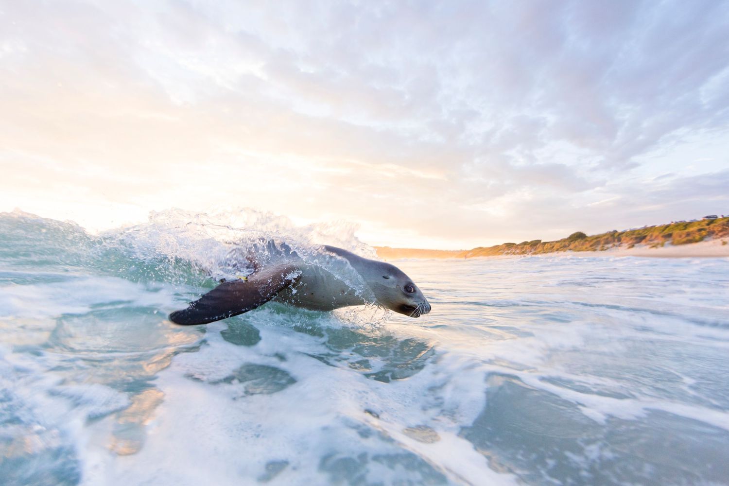 New Zealand sea lion surfing breaking ocean waves captured in dramatic motion at sunset.