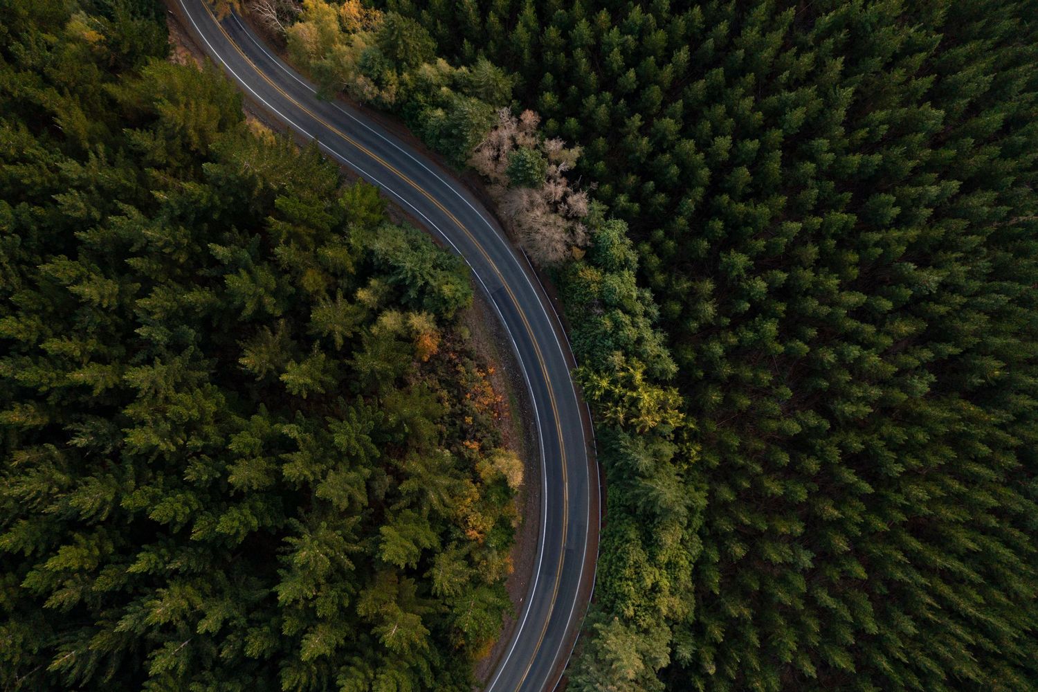 Aerial view of a winding mountain road through dense evergreen forest.