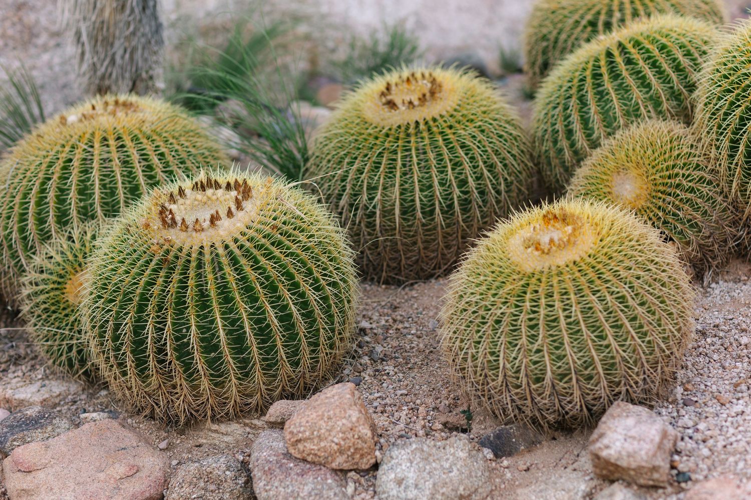 Large barrel cacti arranged in a garden display show their distinctive circular shapes and spines.