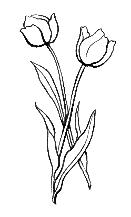 Simple line drawing of two tulip flowers with stems and leaves in black and white style.