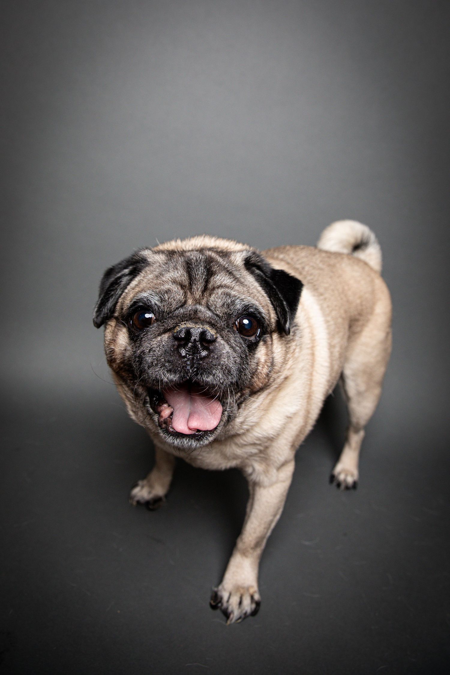 Happy fawn-colored pug dog with wrinkled face smiling at camera against dark gray background in studio setting.