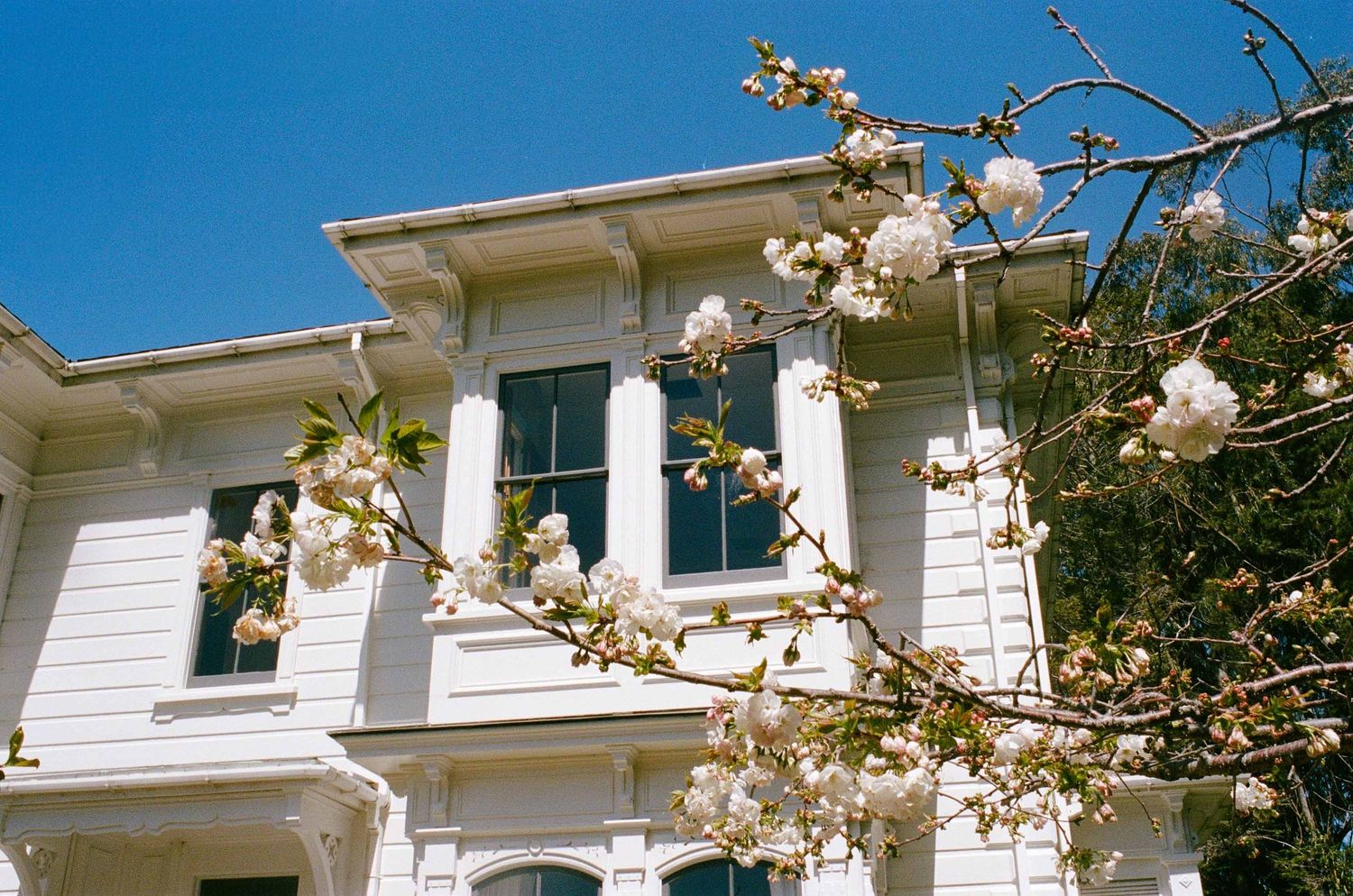 White colonial style house with tall windows captured behind blooming cherry blossoms against bright blue sky.