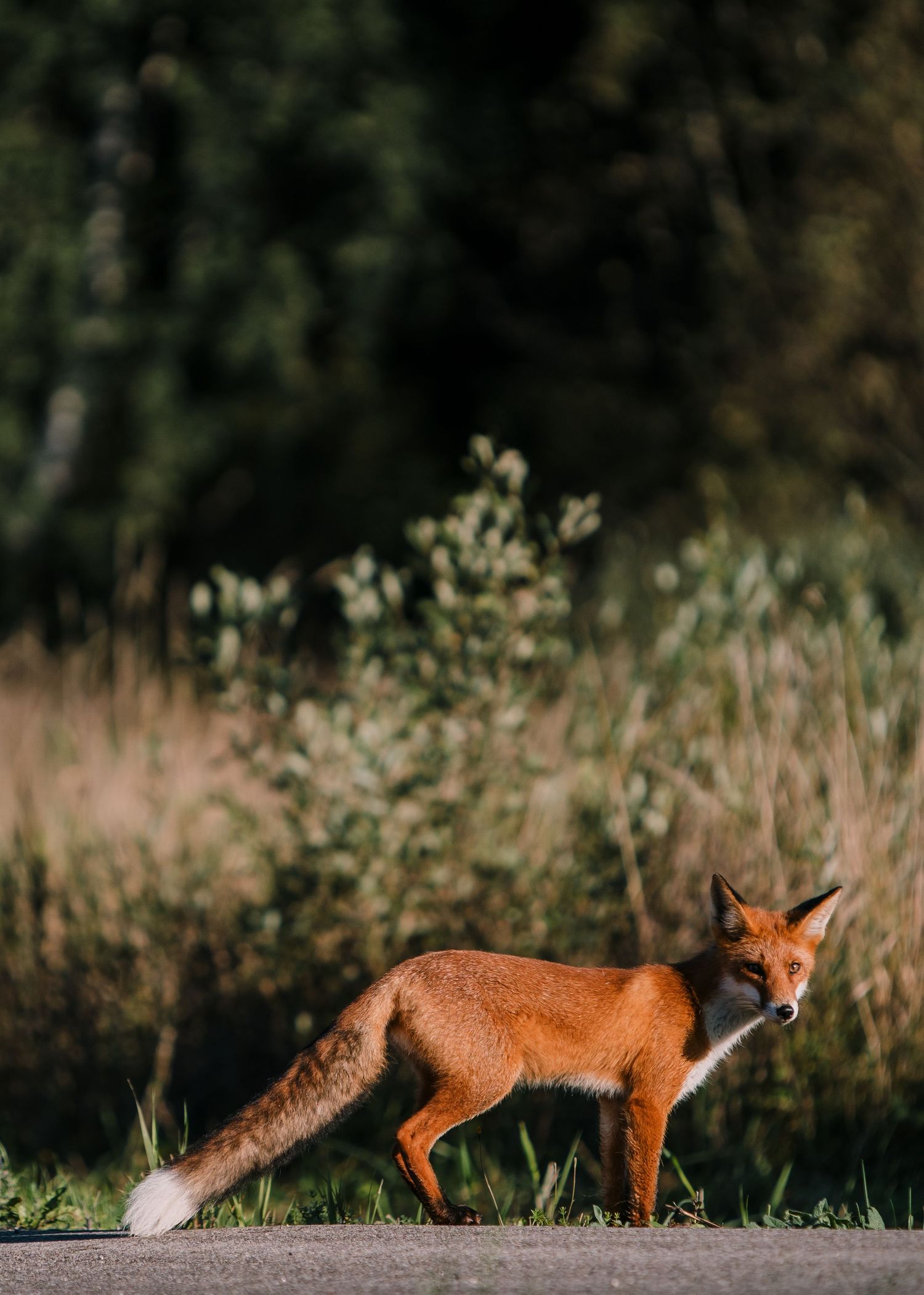A fox looking at the camera in autumn