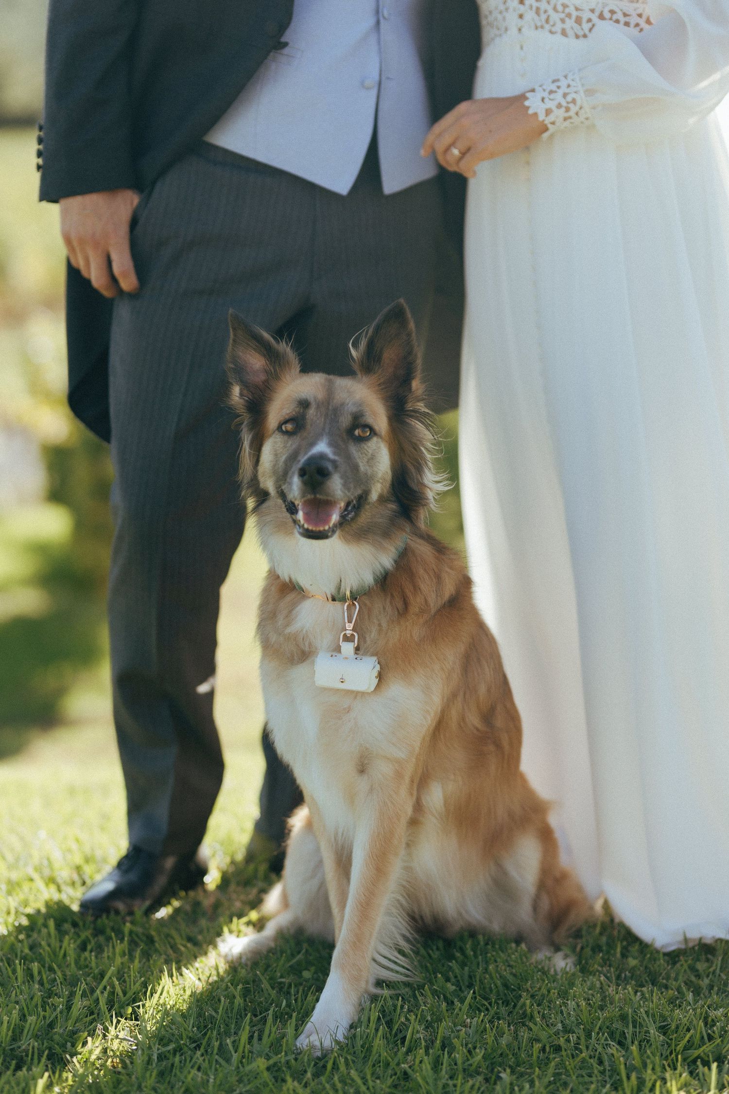 A happy German Shepherd mix dog sits between a couple in wedding attire on a sunny lawn.