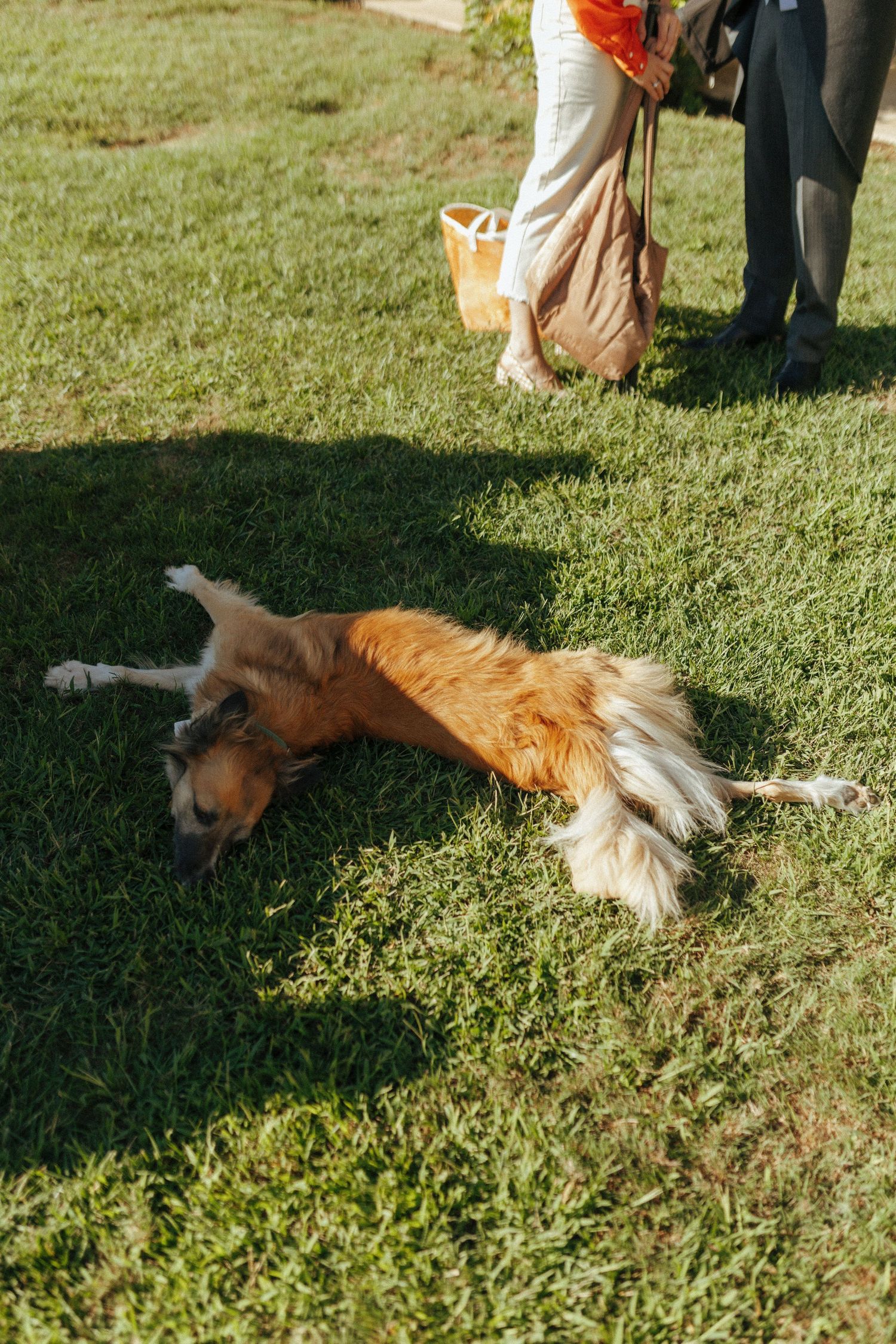 Long-haired dog relaxing on grass with wedding guests visible in background.