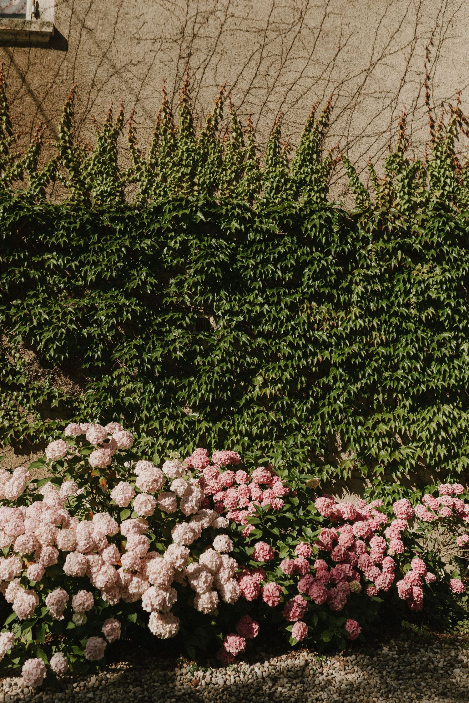 Pink hydrangea flowers blooming against a wall covered in lush green ivy.