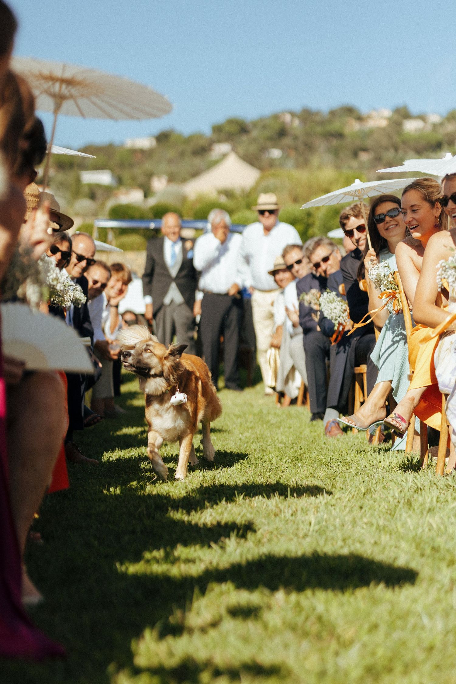 Outdoor wedding ceremony with dog walking down the aisle as guests watch from chairs on the lawn.