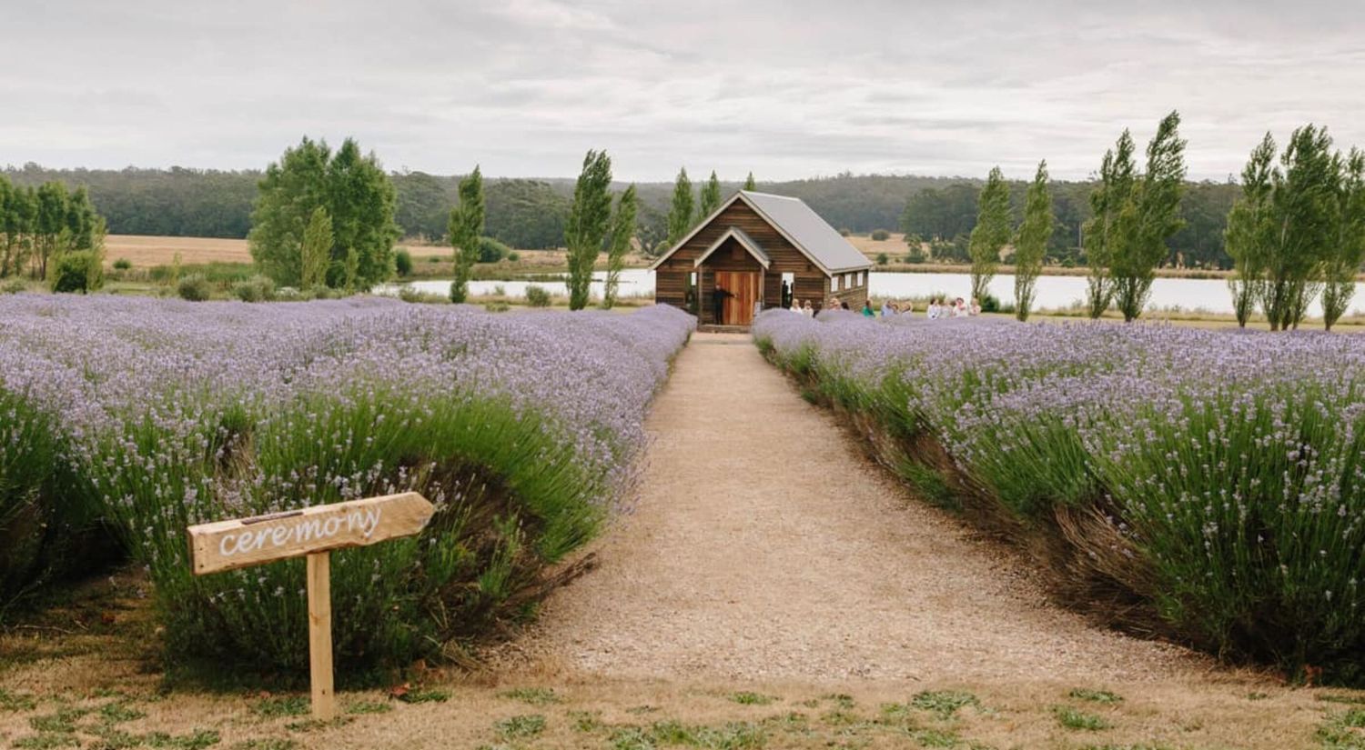 A dirt path leads through blooming lavender fields to a rustic wooden chapel surrounded by evergreen trees.
