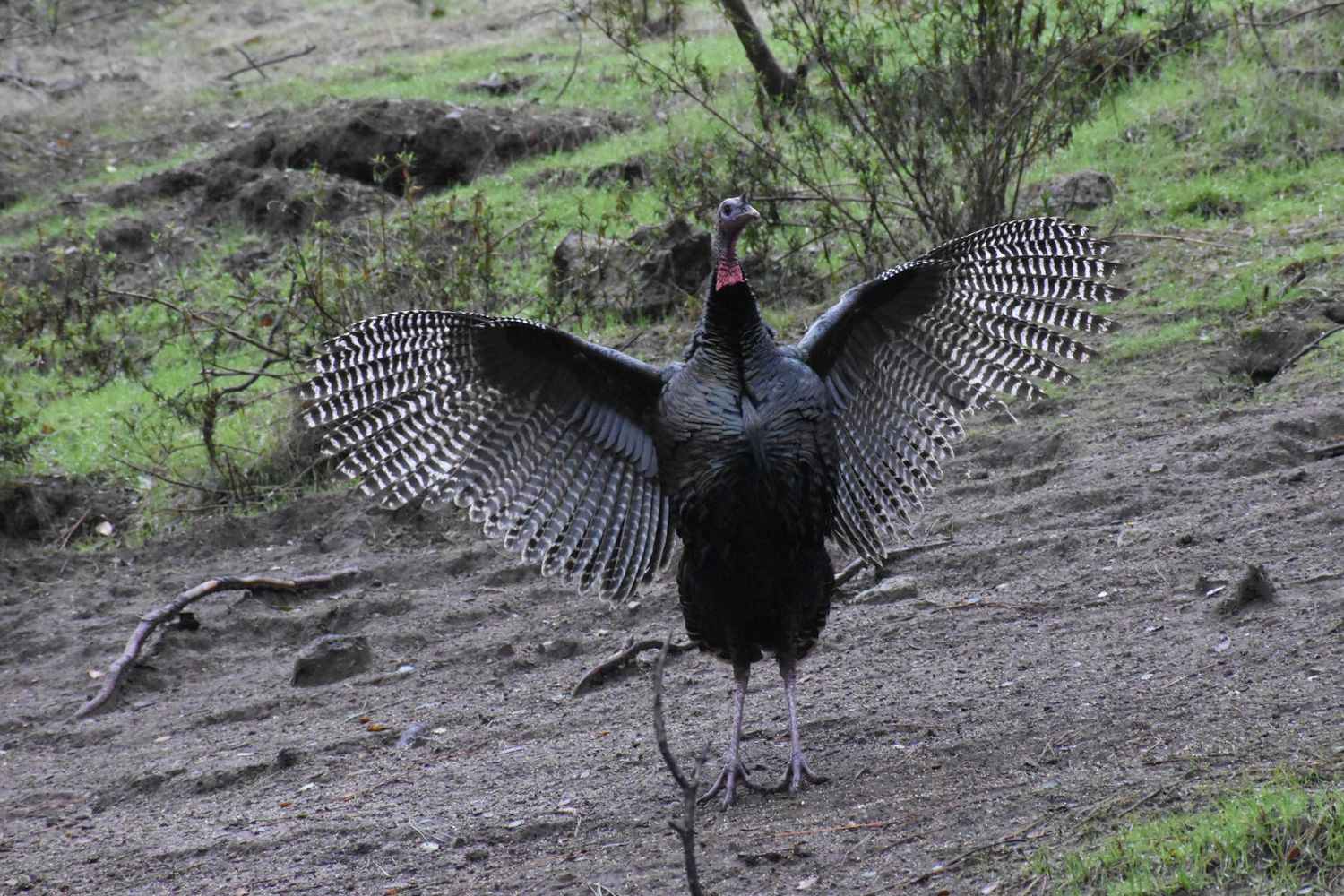 A black wild turkey displays its spread wings with contrasting black and white checkered feather pattern on dirt ground.