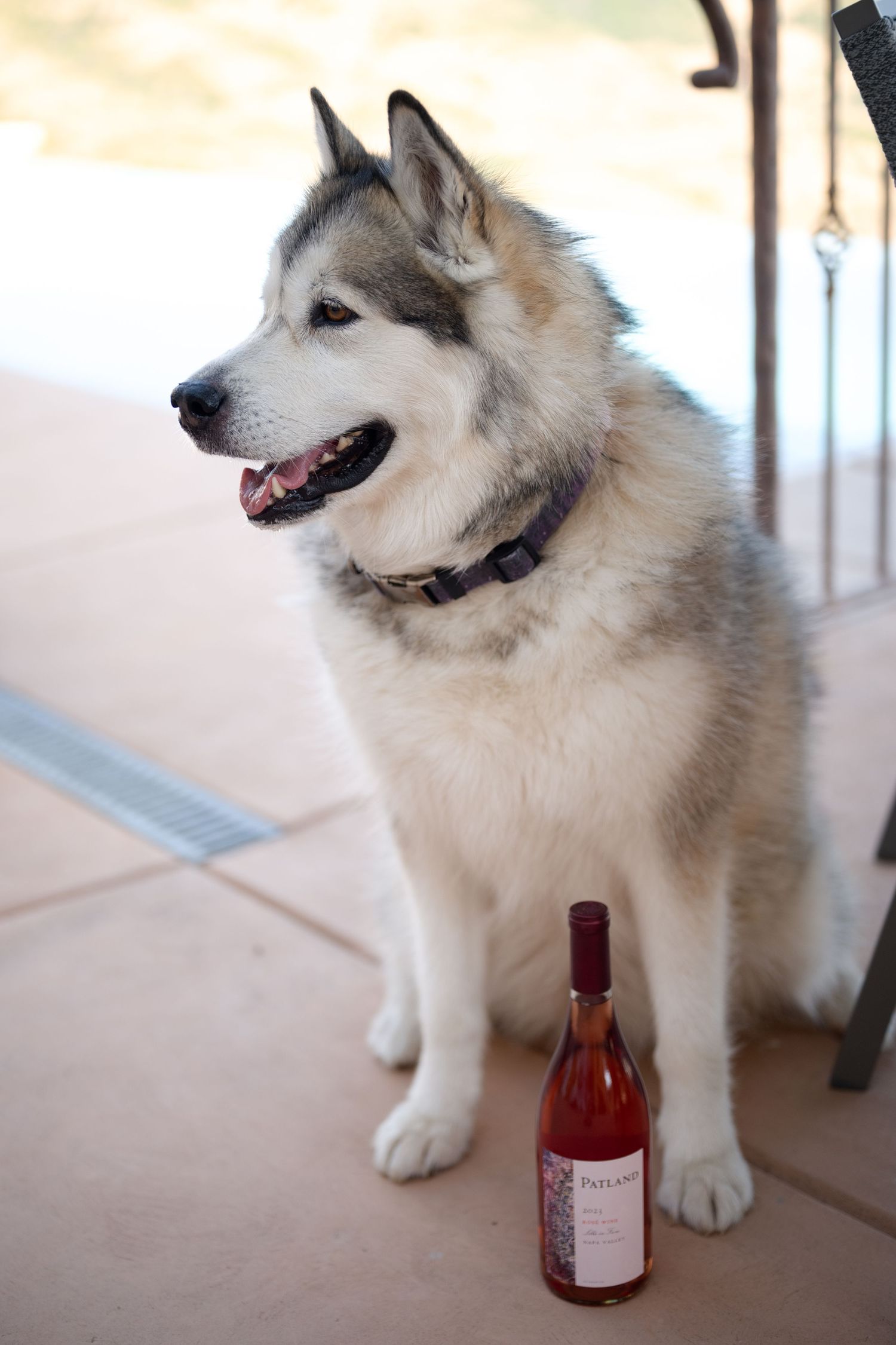 A Siberian Husky with light fur sits beside a bottle of Patland Rosé on a tiled patio, framed by the scenic backdrop of Napa Valley.