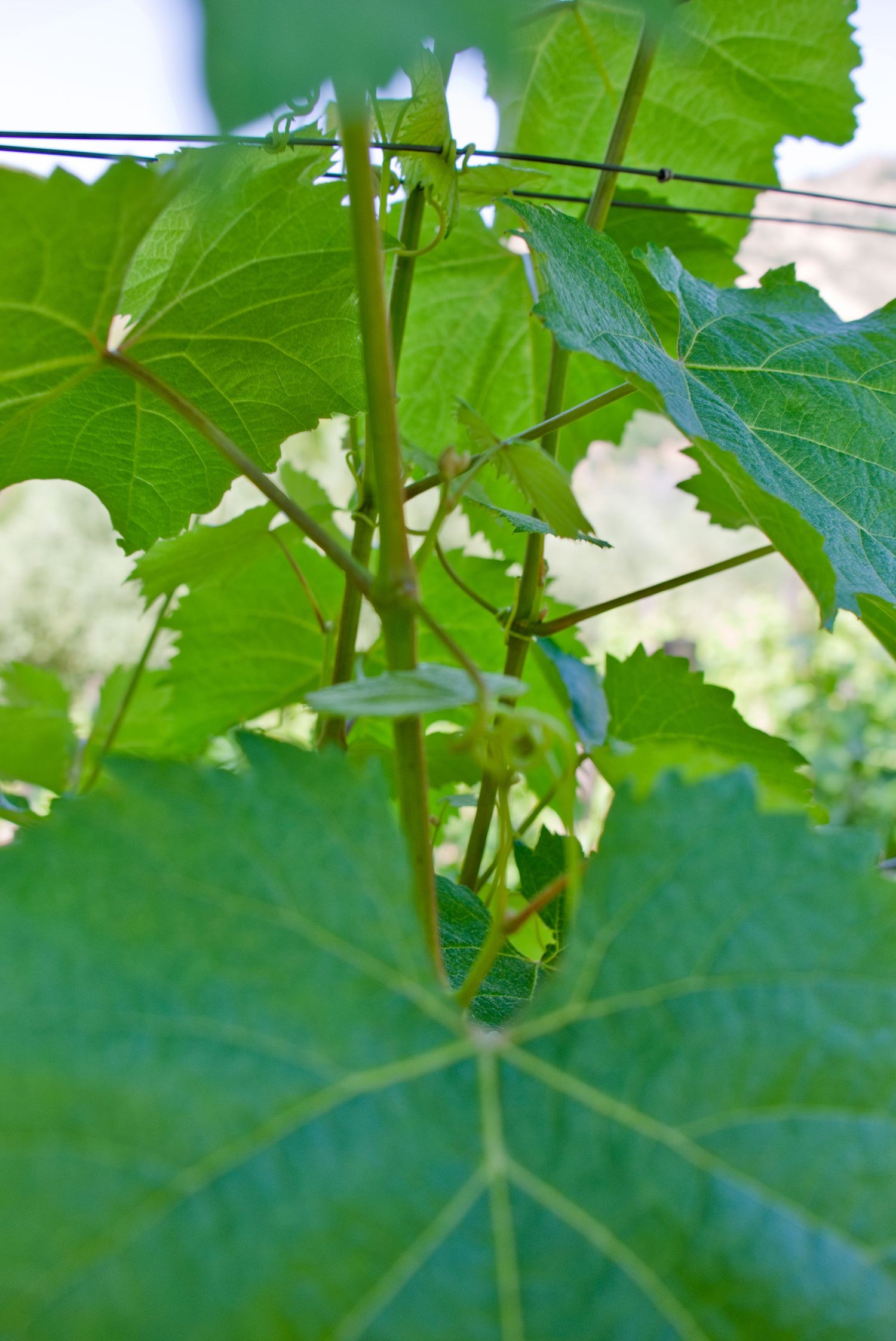 Close-up view of large green grape vine leaves showing detailed veins and stems against a soft blurred background.