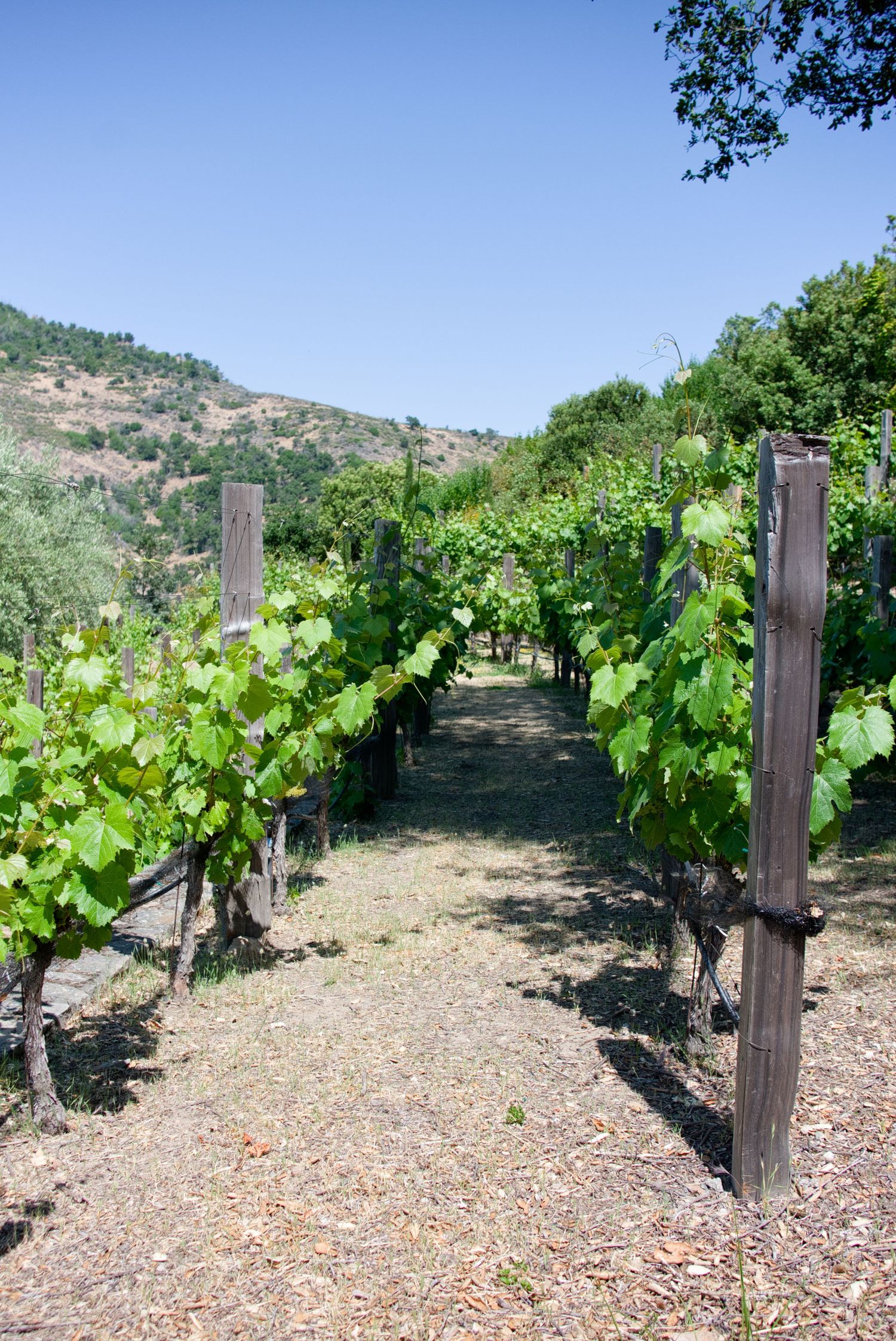 Rows of grapevines on wooden stakes grow along a dirt path in a sunny California vineyard with hills in the background.
