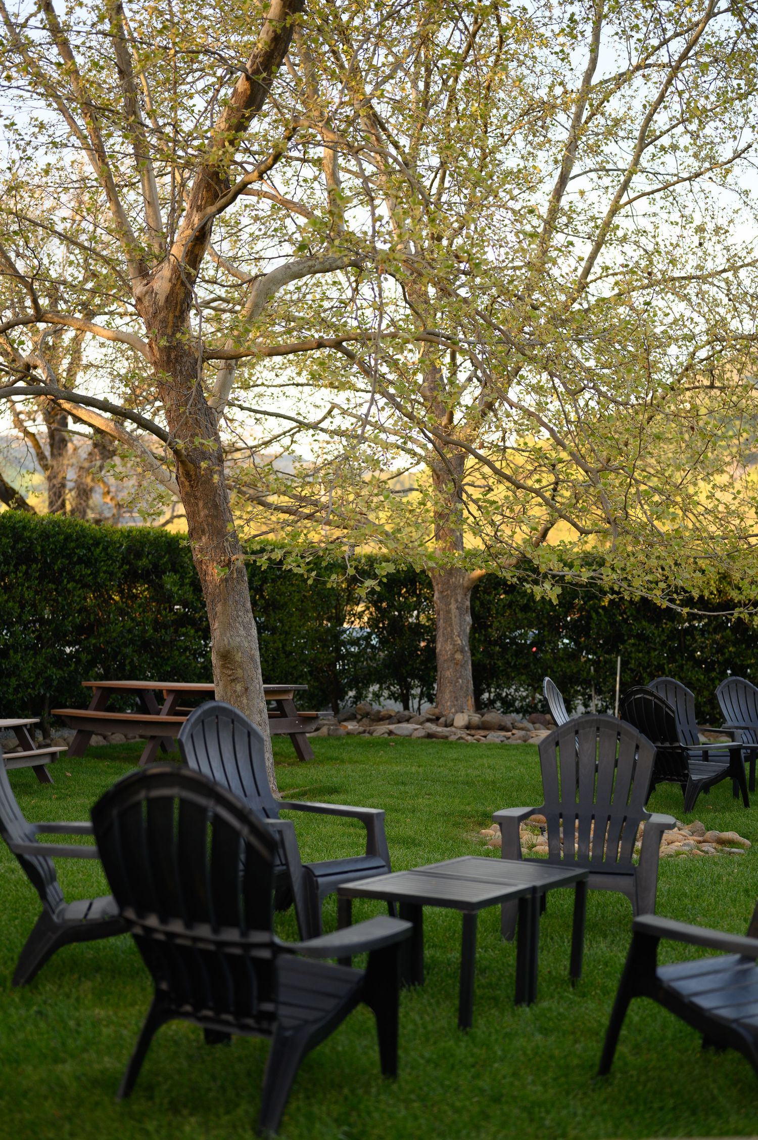 Backyard garden setting with black Adirondack chairs and picnic tables under tall trees at dusk.