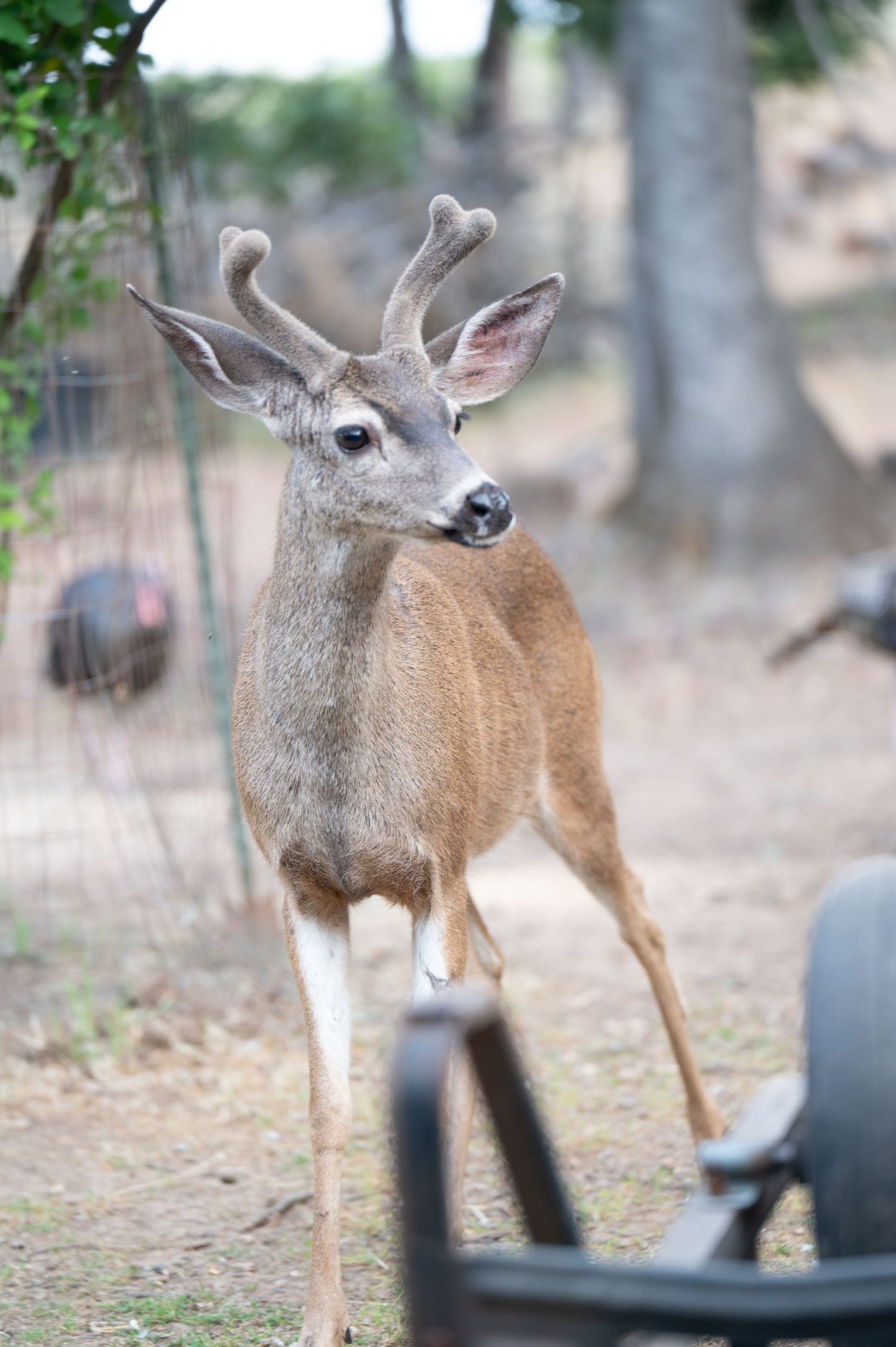 A curious small deer peers over the edge of what appears to be a car dashboard visible through a windshield.
