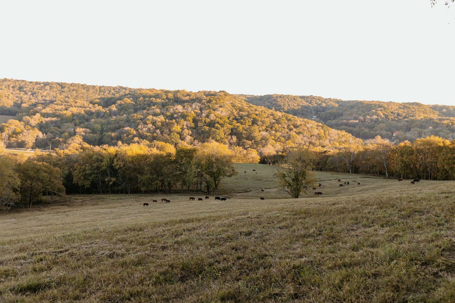 A scenic autumn landscape with golden hills and scattered trees at sunset.