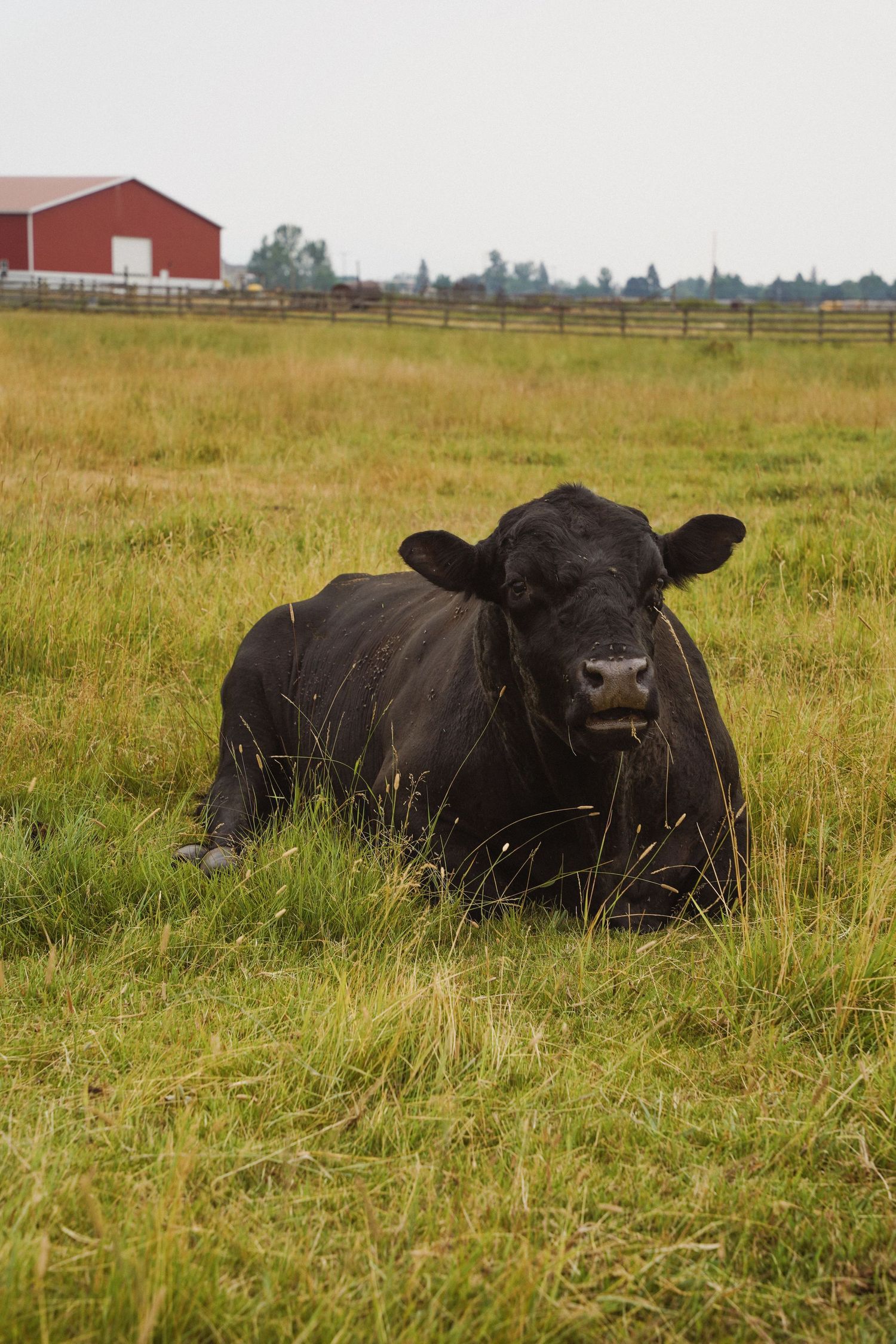 A black Angus cow rests in a grassy field with a red barn visible in the background.