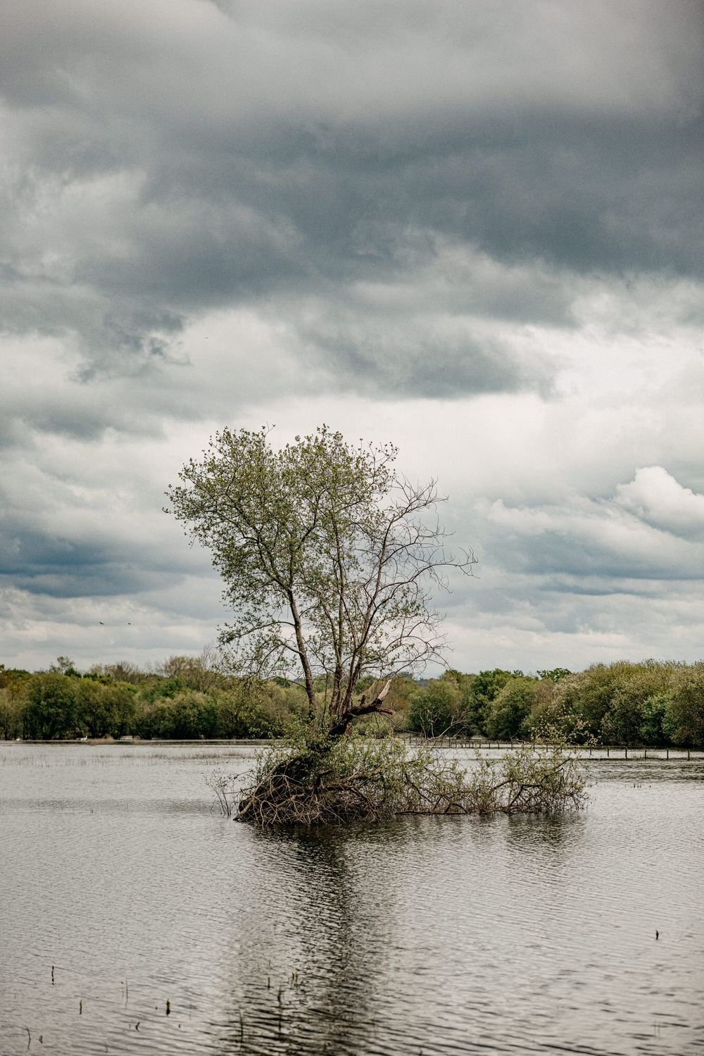 Lone tree on small island in flooded waters under dramatic storm clouds.