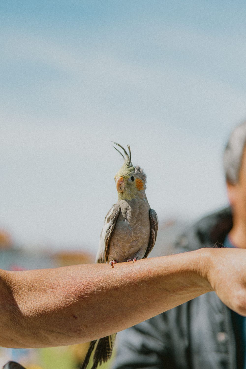 Grey cockatiel with yellow crest perched on someone's arm against blue sky.