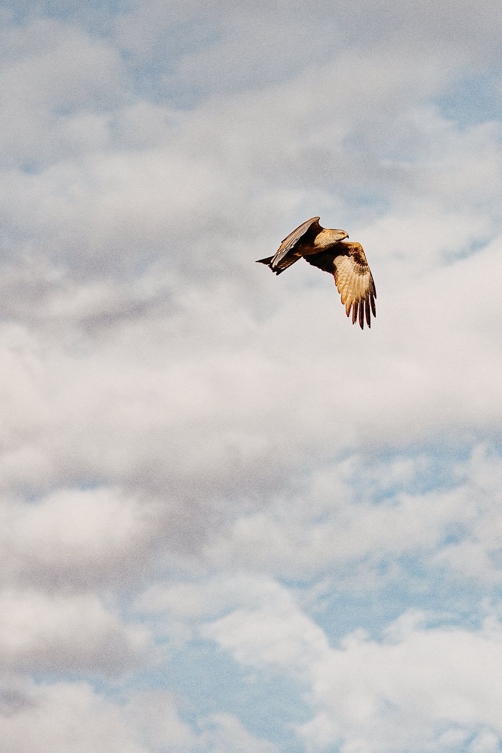 Majestic bird soars against a cloudy sky with outstretched wings during flight.