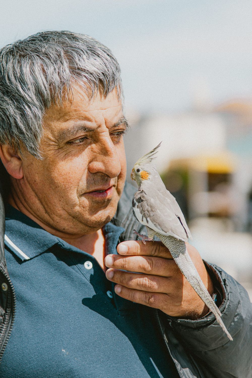 A grey cockatiel bird with yellow crest being held gently.