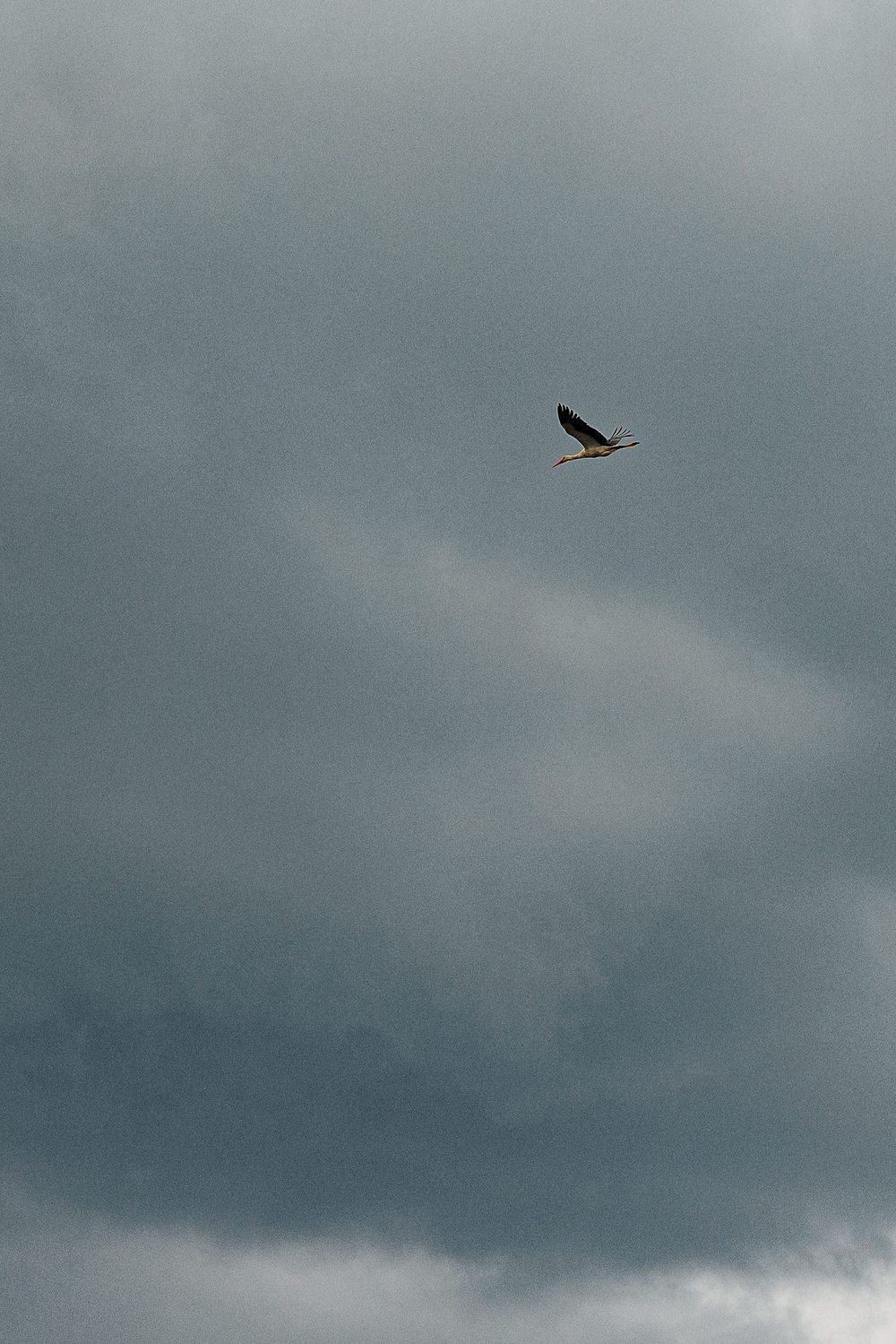 A lone bird soars through stormy grey skies in dramatic lighting.