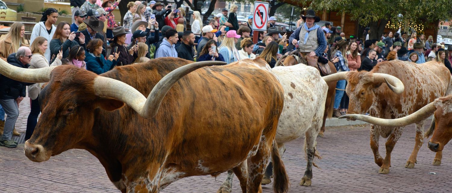 A group of Texas Longhorn cattle parading through a crowded street during a festival or event.