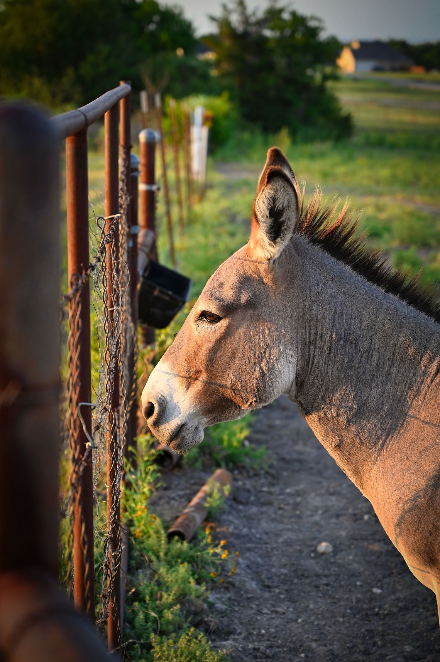 A brown donkey peers through a rustic metal fence at sunset, with green pasture and trees in the background.